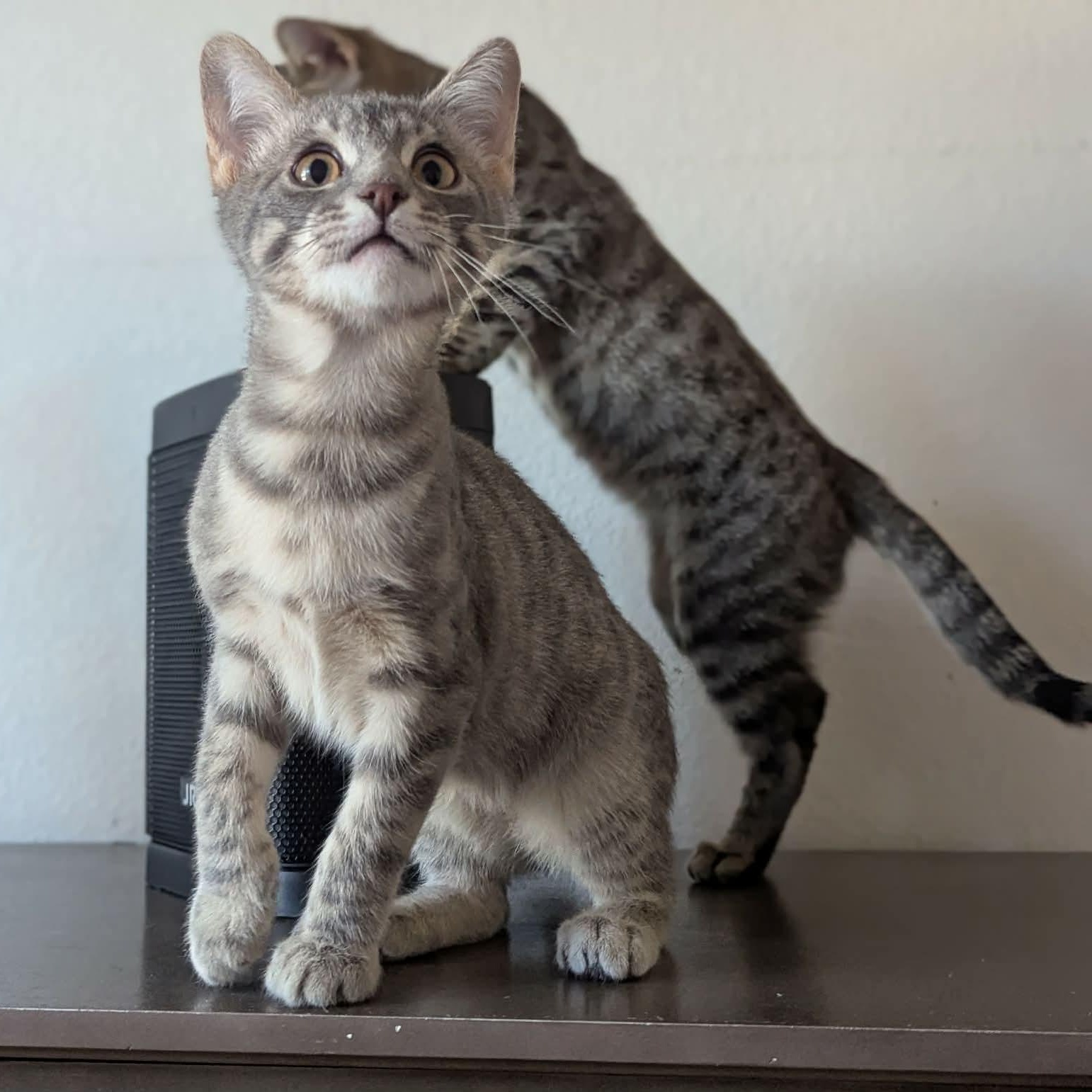 Enlarge Earl, an adopted mixed breed in Fort Worth, TX image 3/6