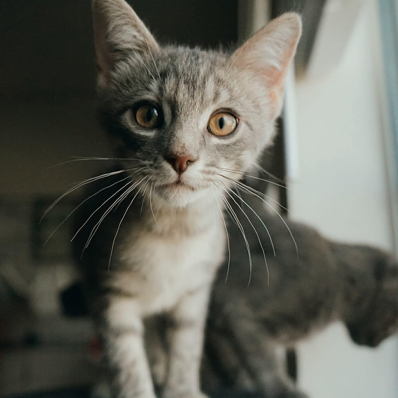 Enlarge Earl, an adopted mixed breed in Fort Worth, TX image 6/6