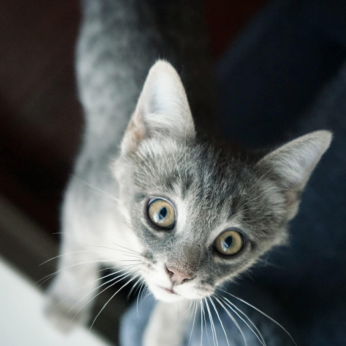 Enlarge Earl, an adopted mixed breed in Fort Worth, TX image 5/6