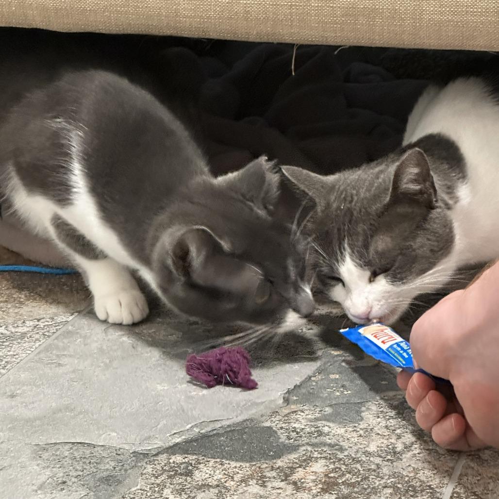 Mildura, Adoptable, Young Female Domestic Short Hair.