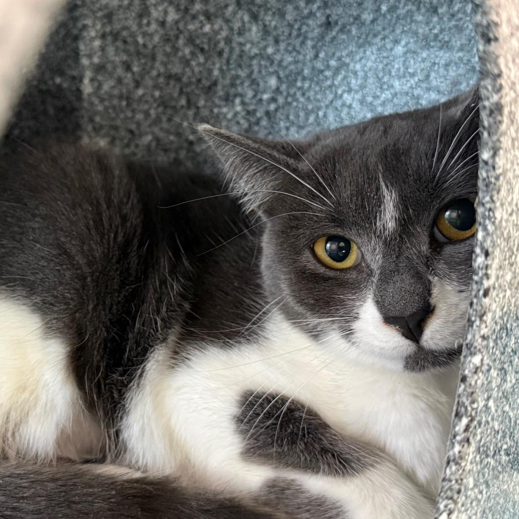 Mildura, Adoptable, Young Female Domestic Short Hair.