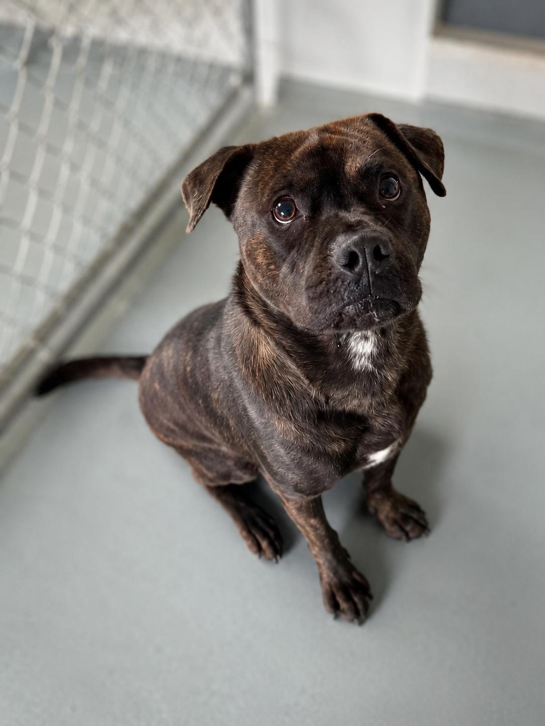 Enlarge Axel, a Adopted Mixed Breed in Eureka, IL image 3/4