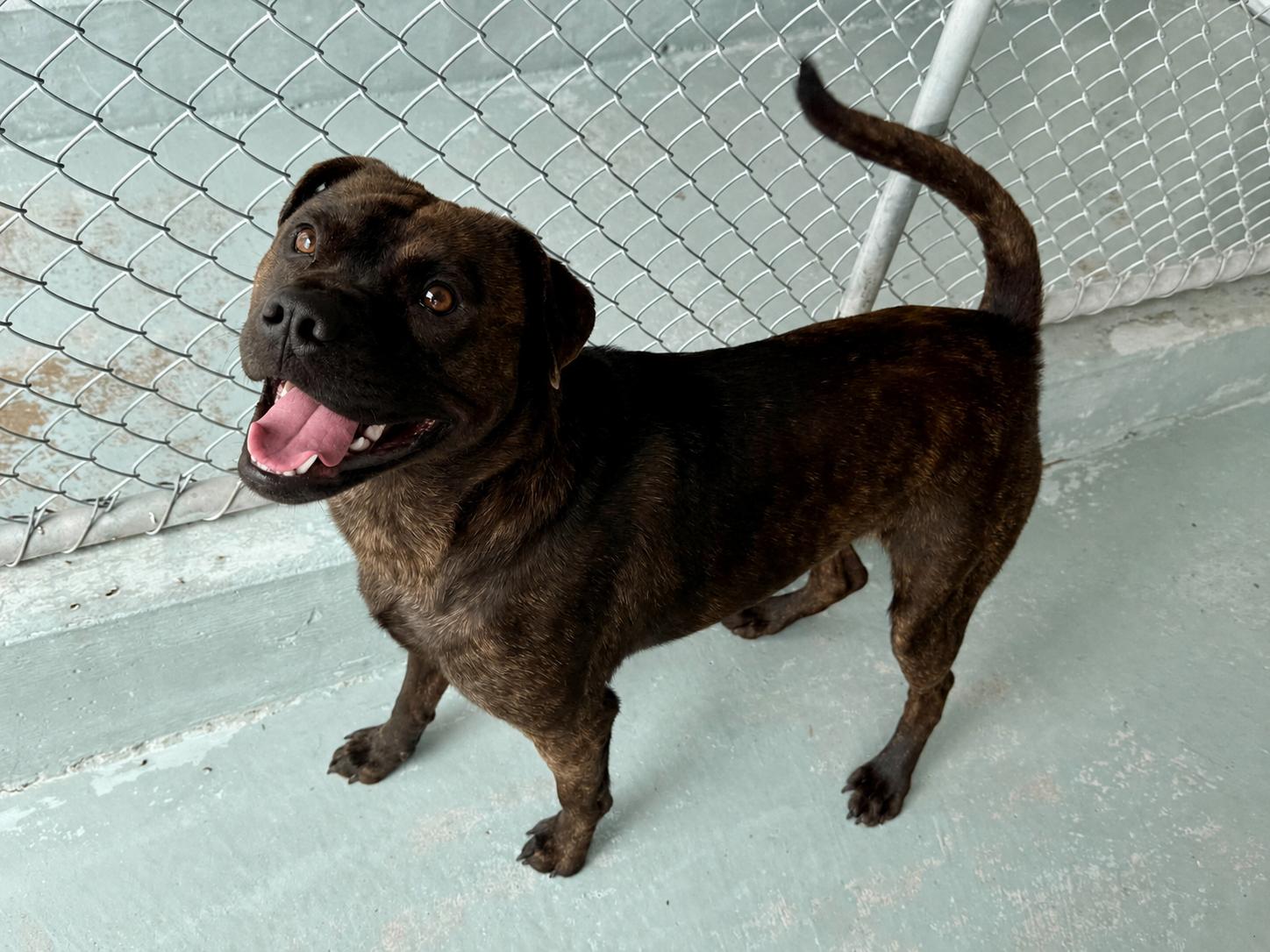 Axel, Adopted, Young Male Mixed Breed.