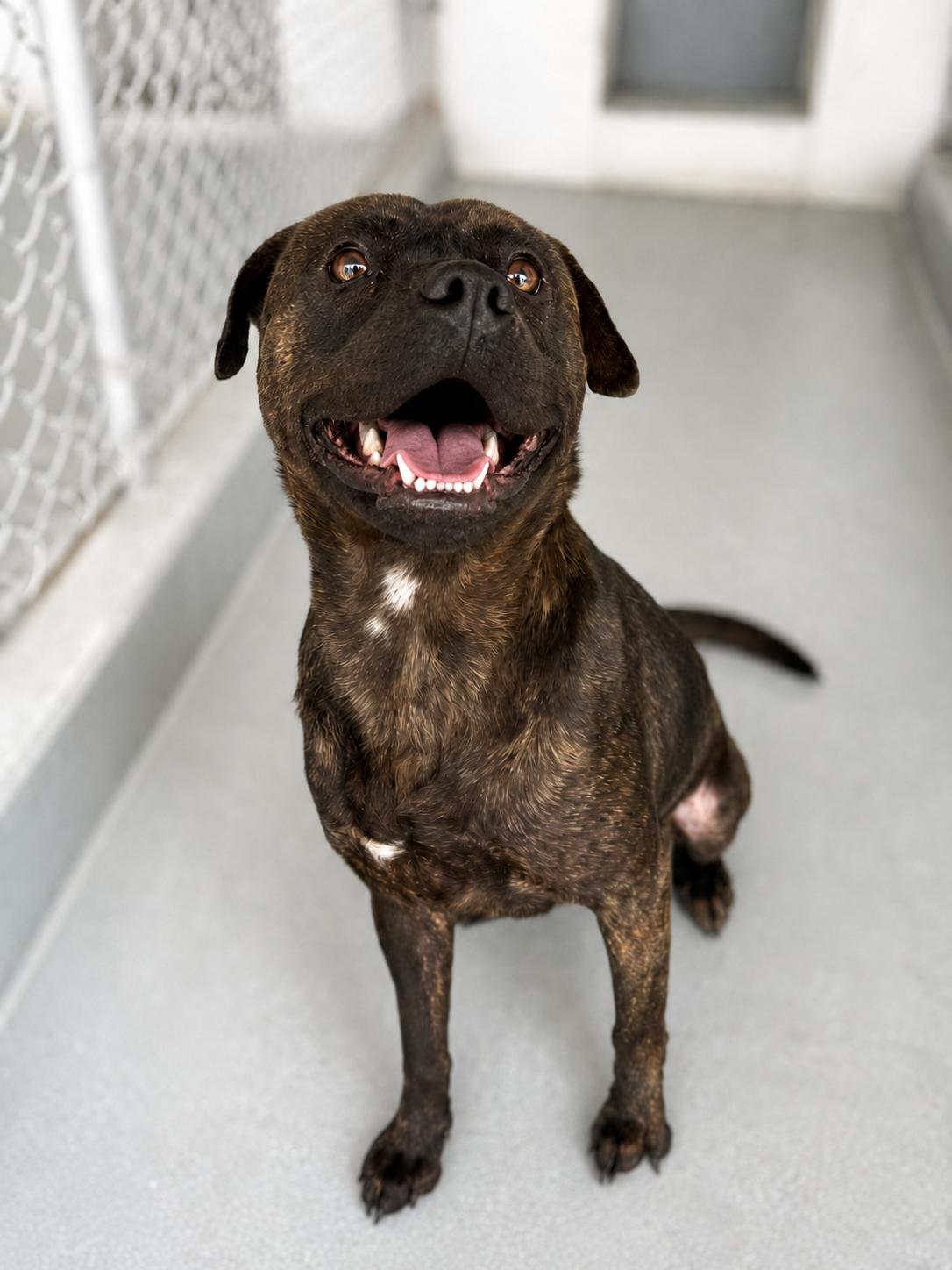 Enlarge Axel, a Adopted Mixed Breed in Eureka, IL image 2/4
