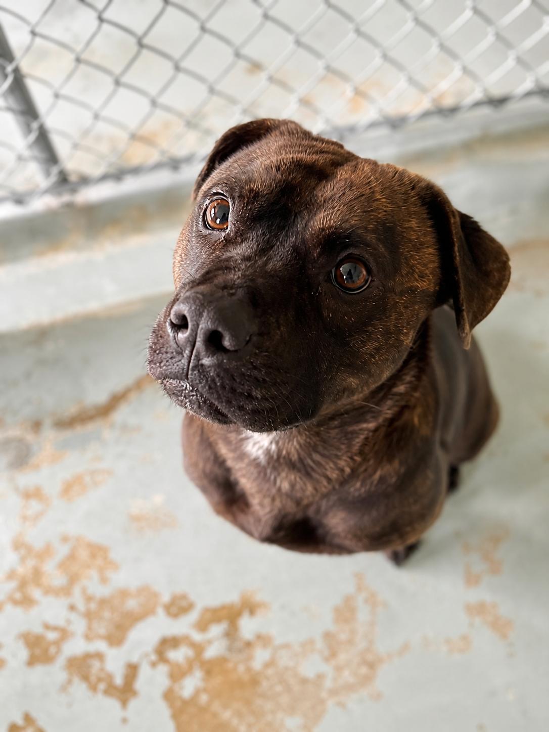 Enlarge Axel, a Adopted Mixed Breed in Eureka, IL image 4/4