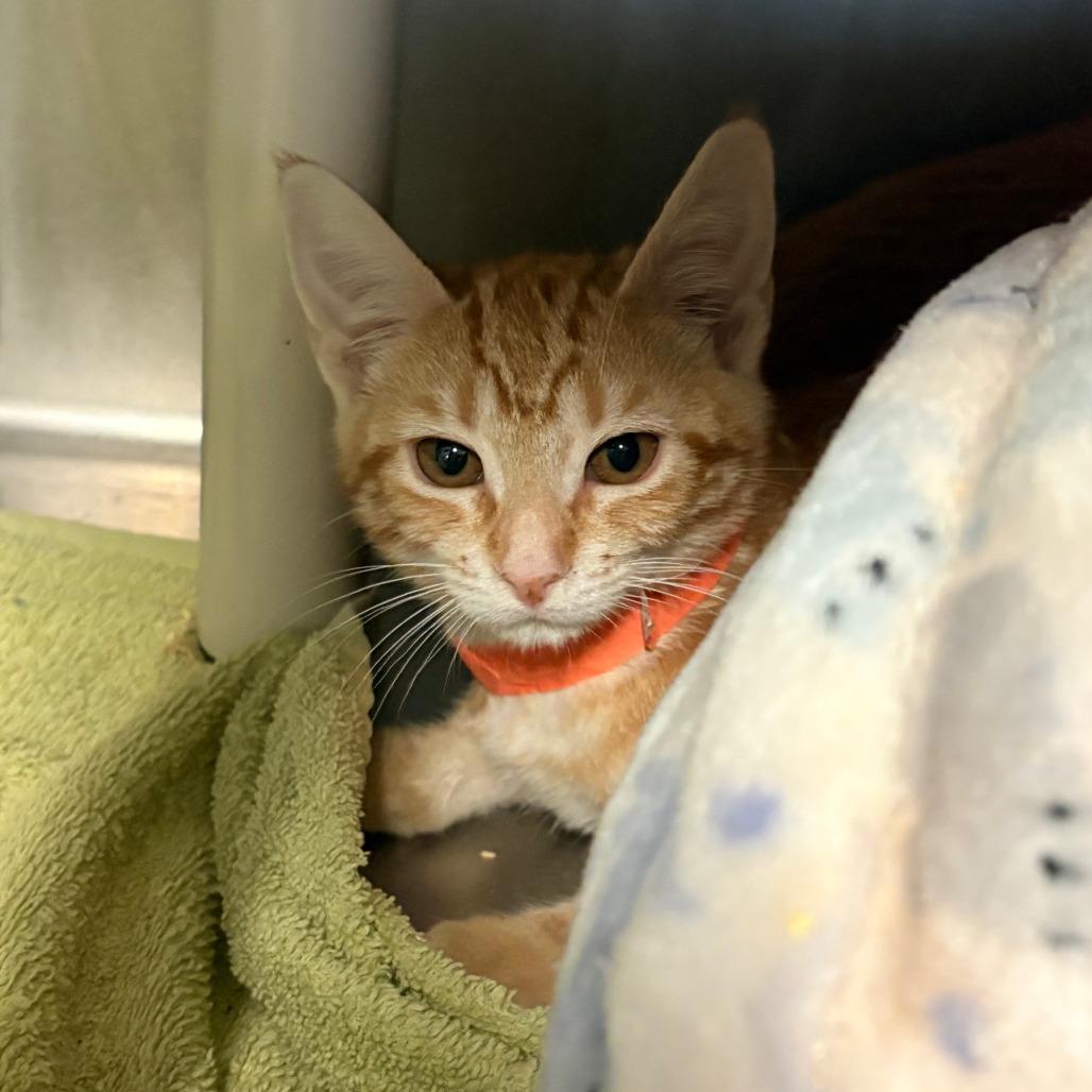 Dumpling, Adoptable, Kitten Female Domestic Short Hair.