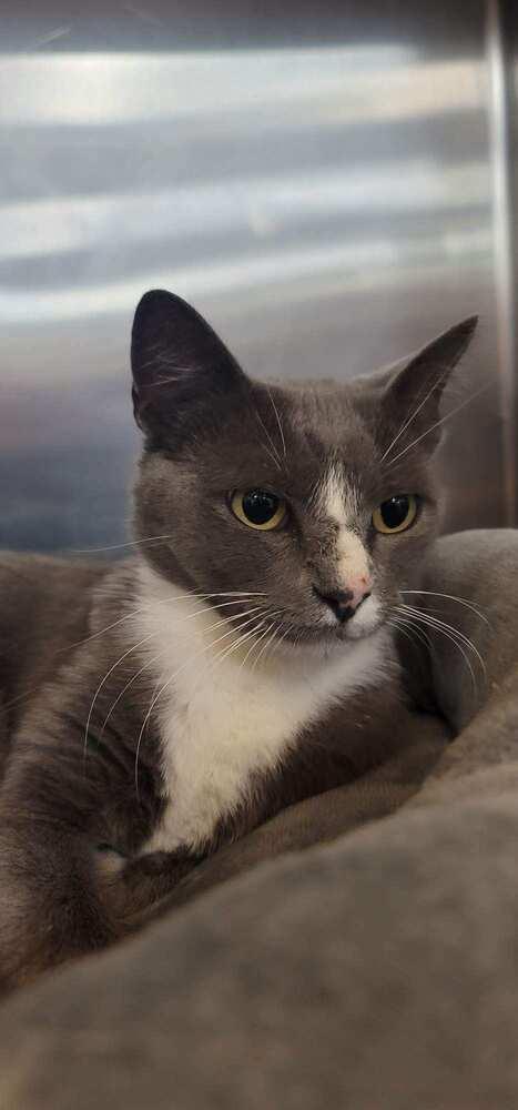 Macy, a Adoptable mixed breed in Tucson, AZ image 2/3