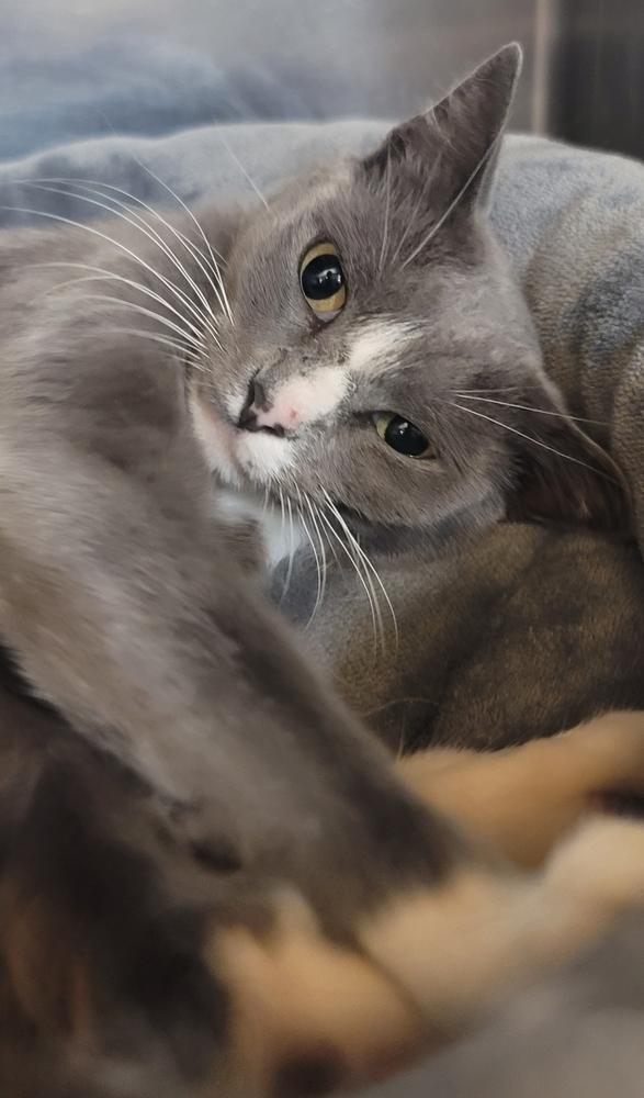 Macy, a Adoptable mixed breed in Tucson, AZ image 3/3