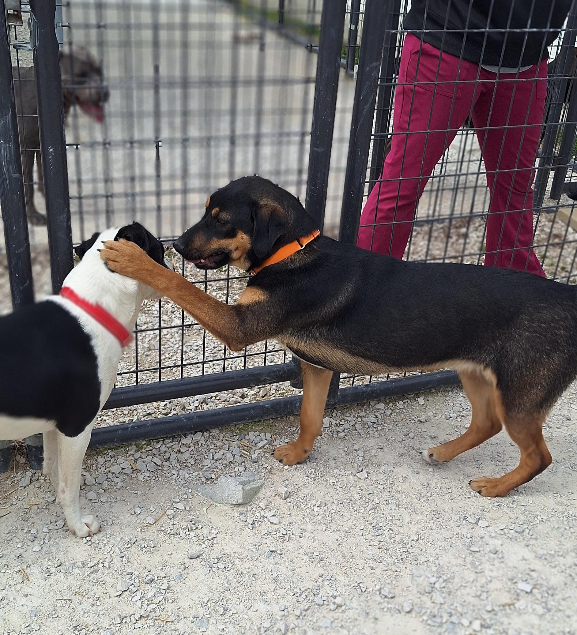 Enlarge Janae, a ADOPTABLE mixed breed in Stanton, KY image 2/6