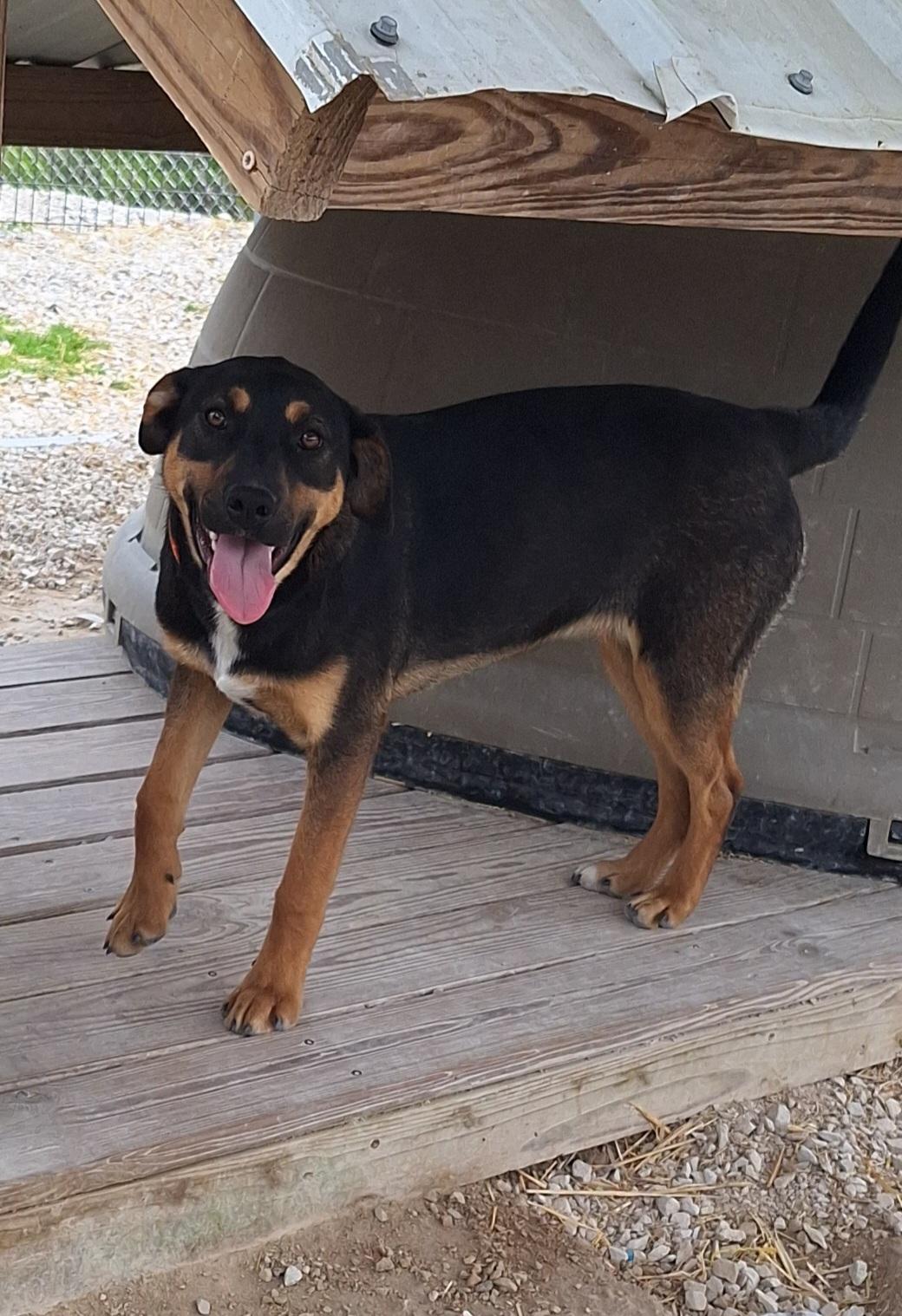 Enlarge Janae, a ADOPTABLE mixed breed in Stanton, KY image 6/6