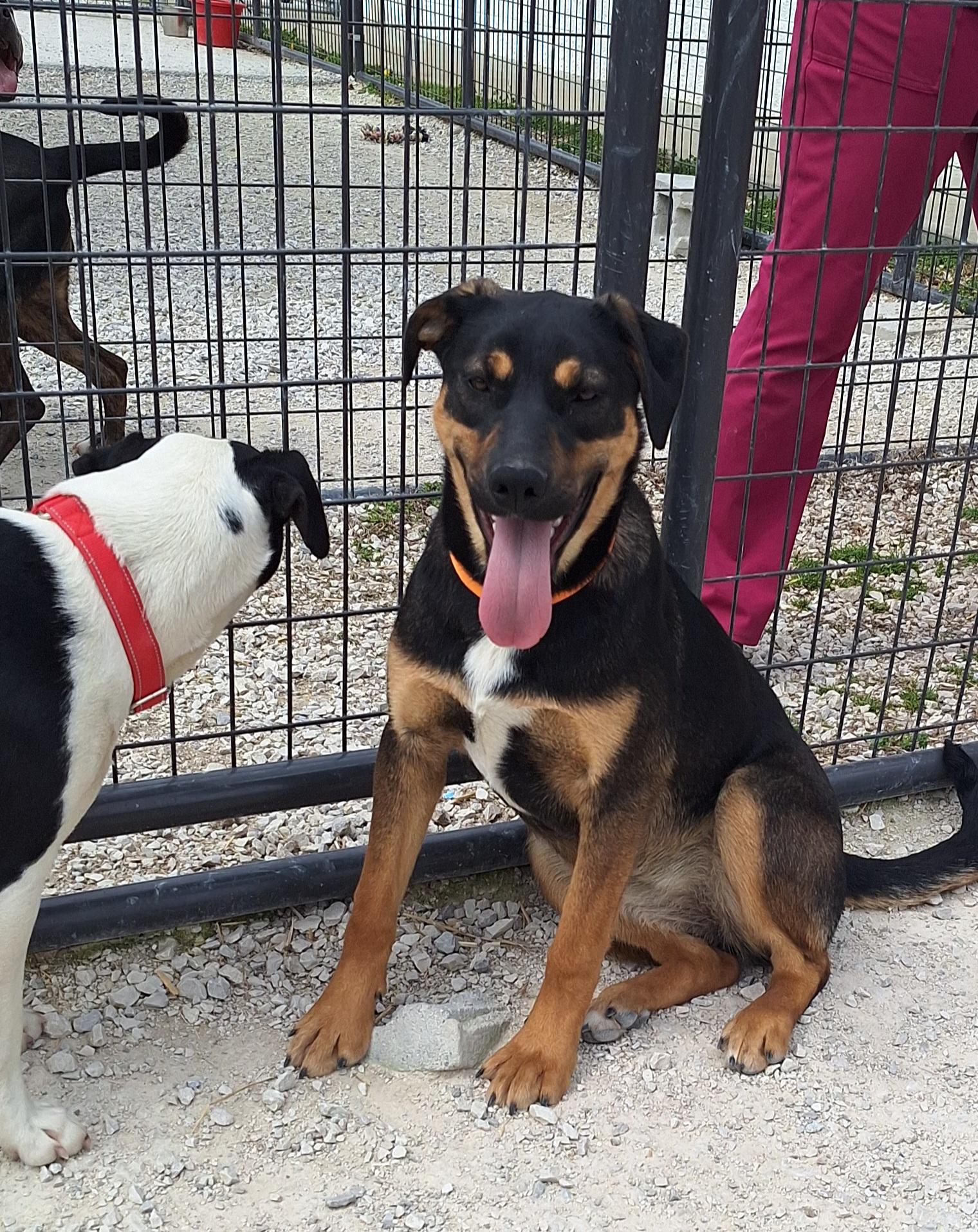 Enlarge Janae, a ADOPTABLE mixed breed in Stanton, KY image 1/6