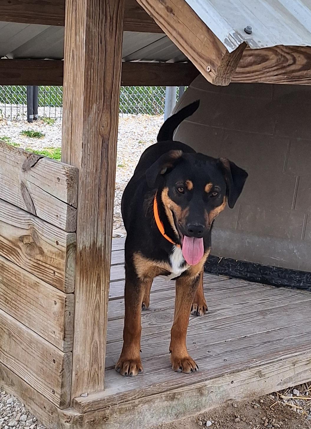 Enlarge Janae, a ADOPTABLE mixed breed in Stanton, KY image 3/6