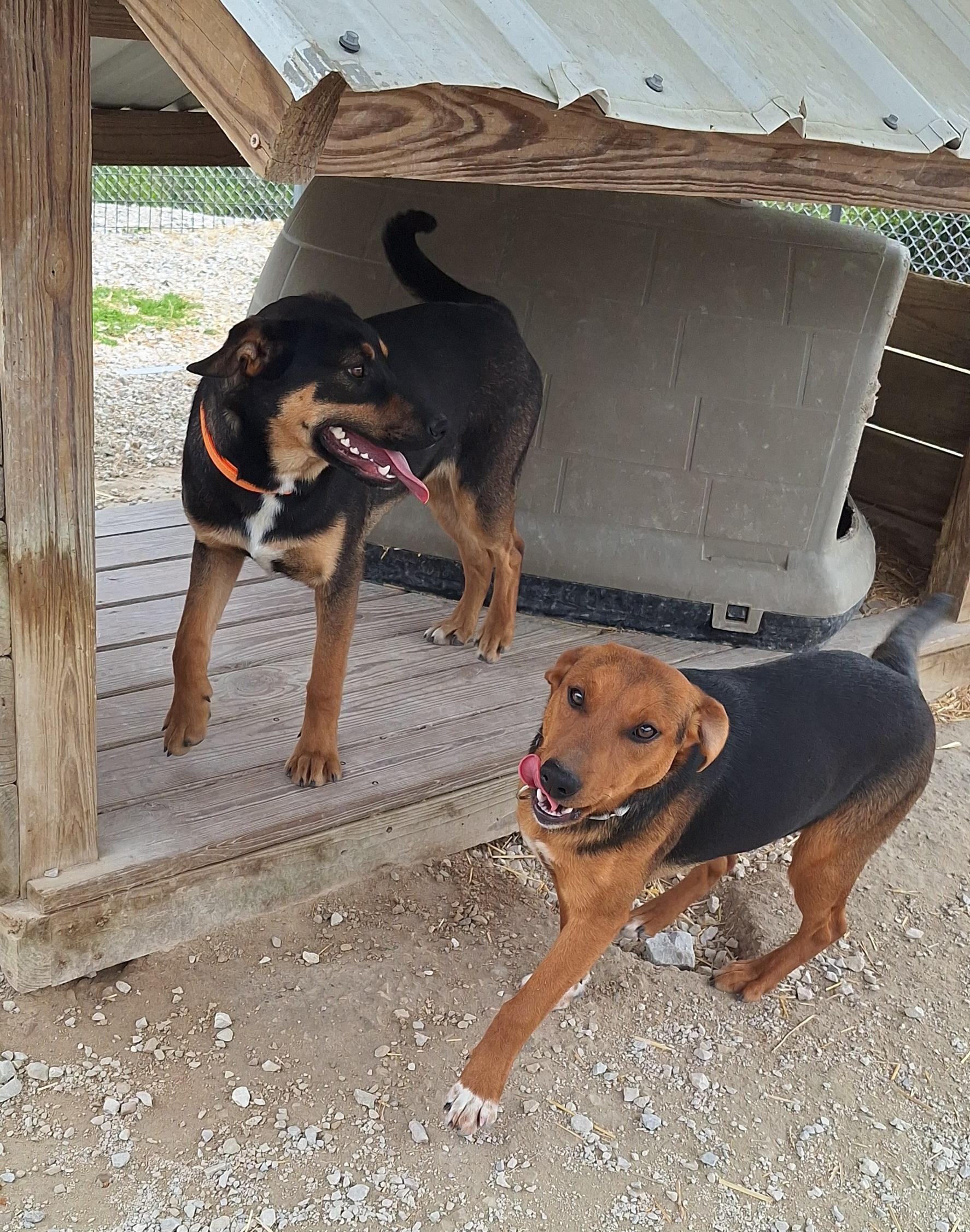 Enlarge Janae, a ADOPTABLE mixed breed in Stanton, KY image 5/6