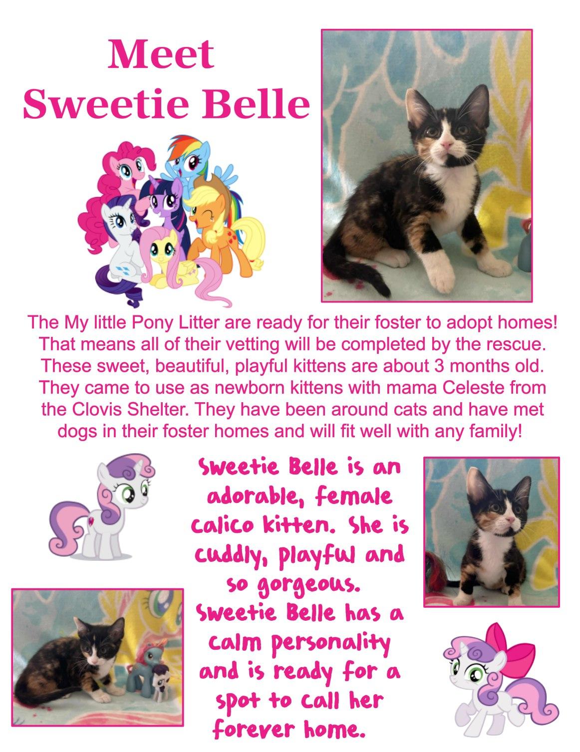 Enlarge Sweetie Belle, a Adopted Domestic Short Hair in Clovis, NM image 1/1