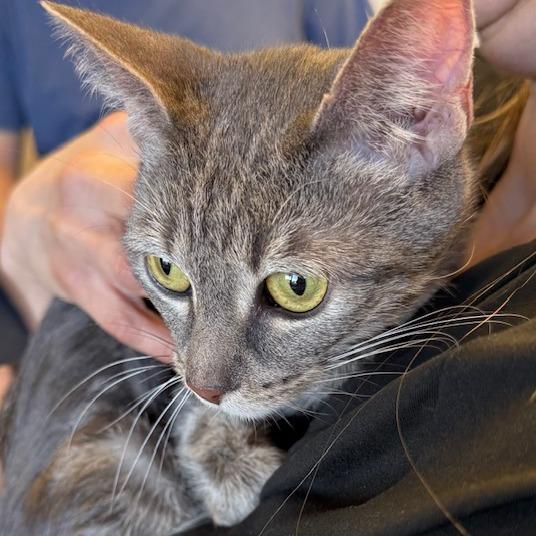 Minerva, Adoptable, Adult Female Domestic Short Hair.