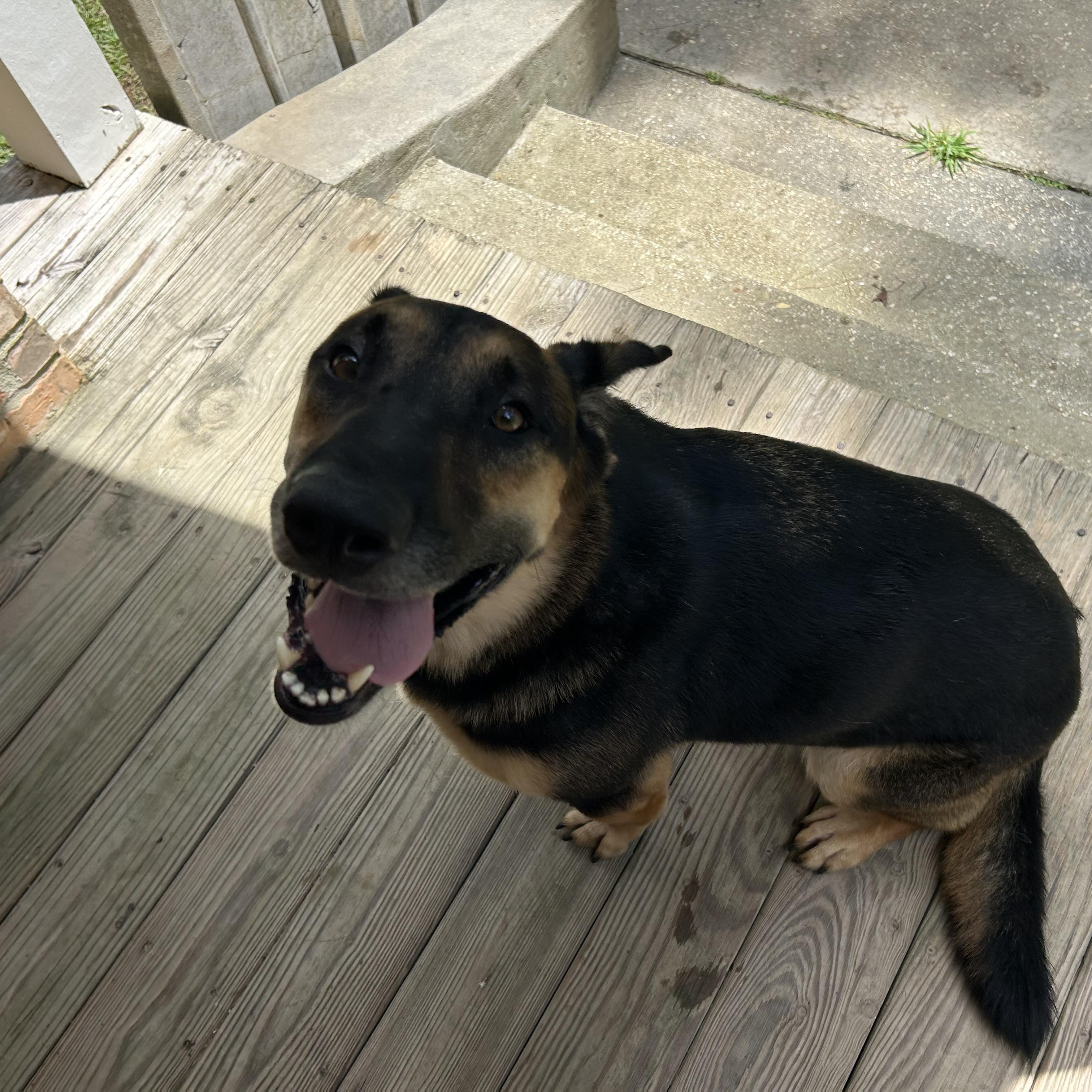 Gunner, a Adoptable mixed breed in Baker, LA image 2/6