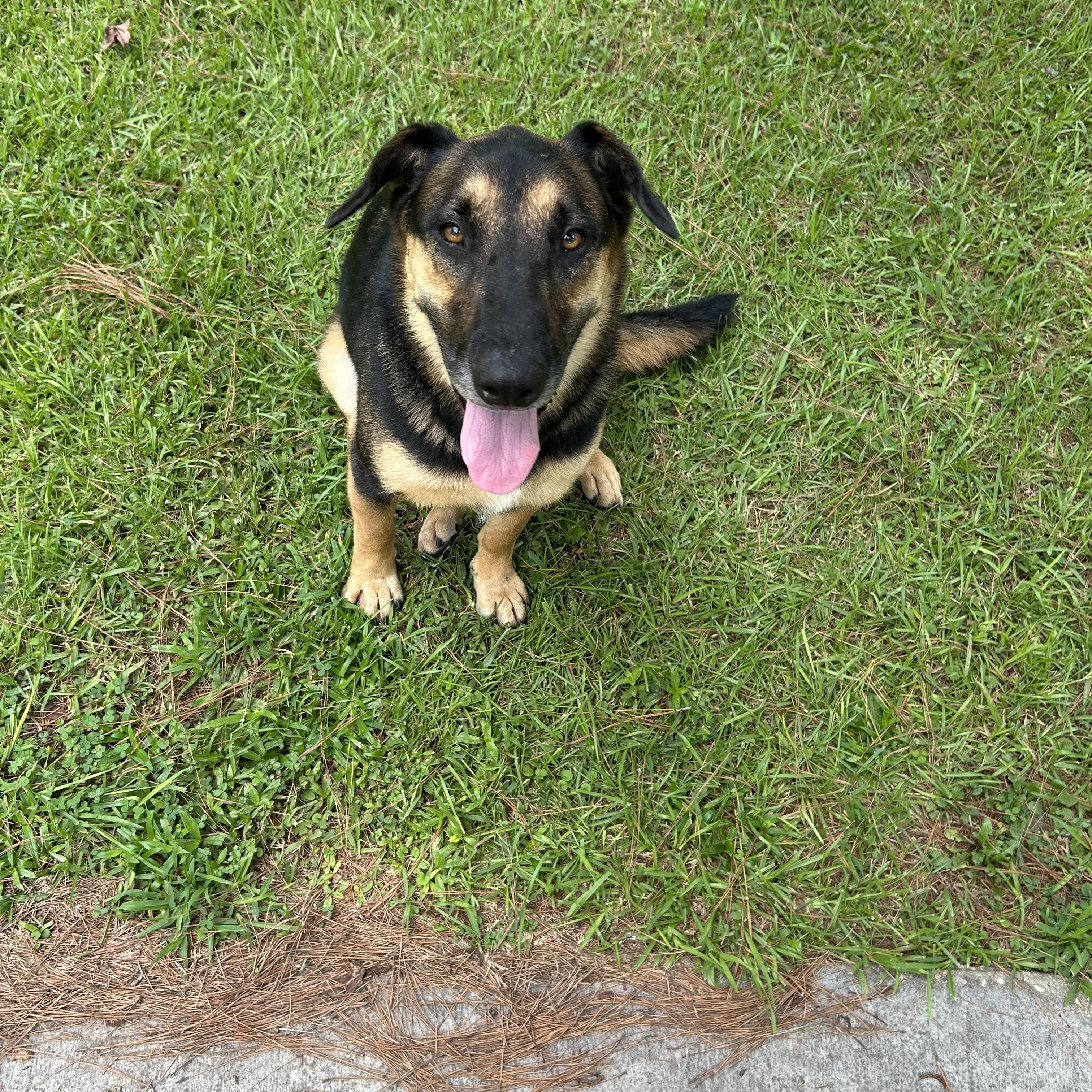 Gunner, a Adoptable mixed breed in Baker, LA image 1/6