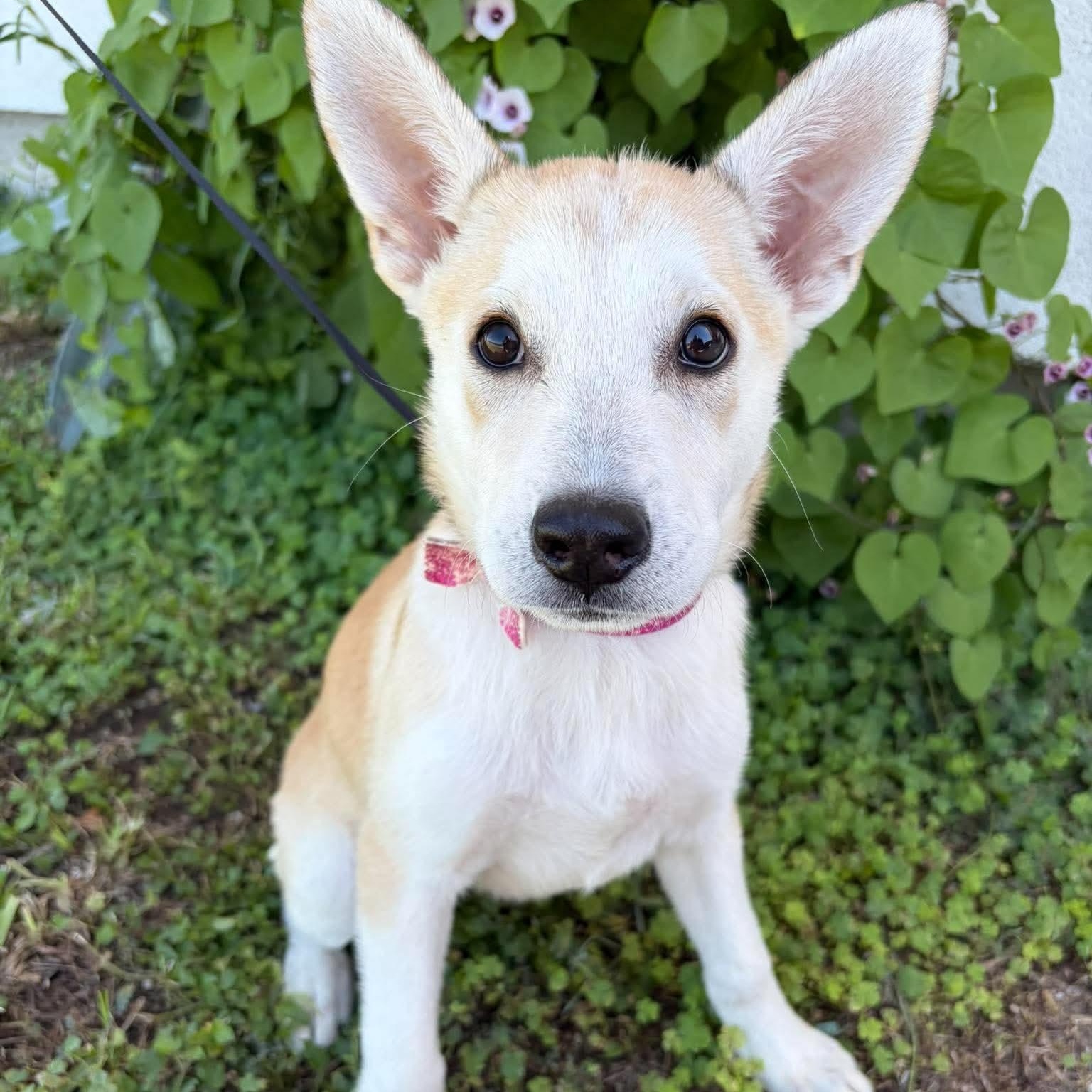 Sable, Adopted, Puppy Female Husky & Labrador Retriever.