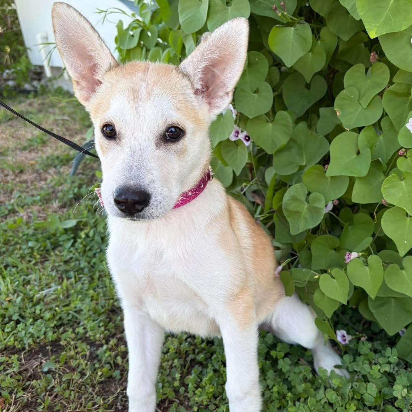 Enlarge Sable, a Adopted mixed breed in Minneapolis , MN image 2/5