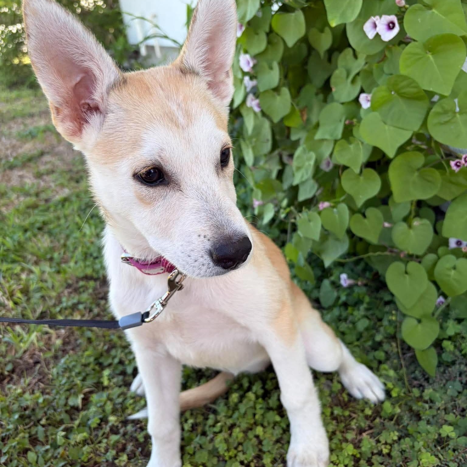 Enlarge Sable, a Adopted mixed breed in Minneapolis , MN image 5/5