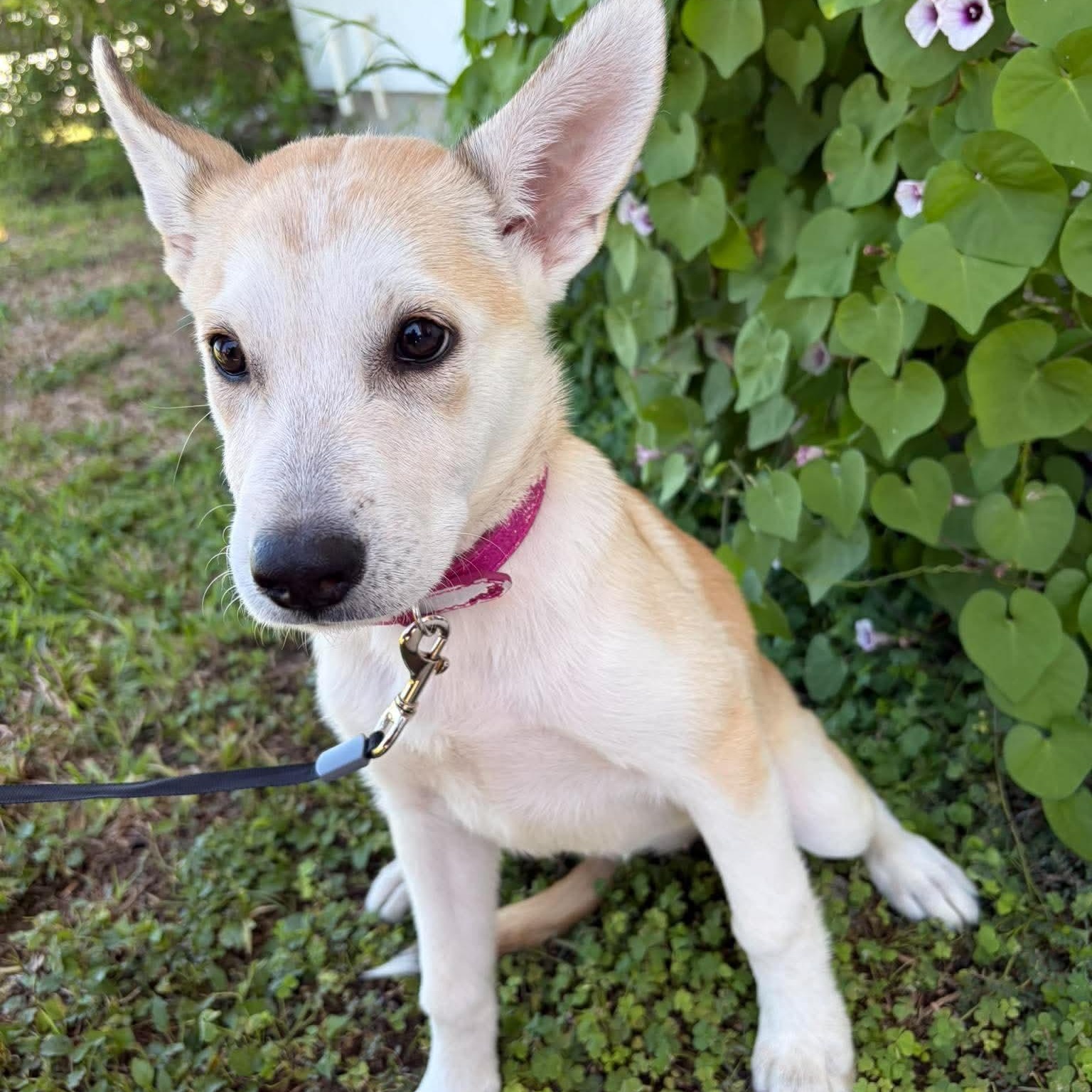 Enlarge Sable, a Adopted mixed breed in Minneapolis , MN image 4/5