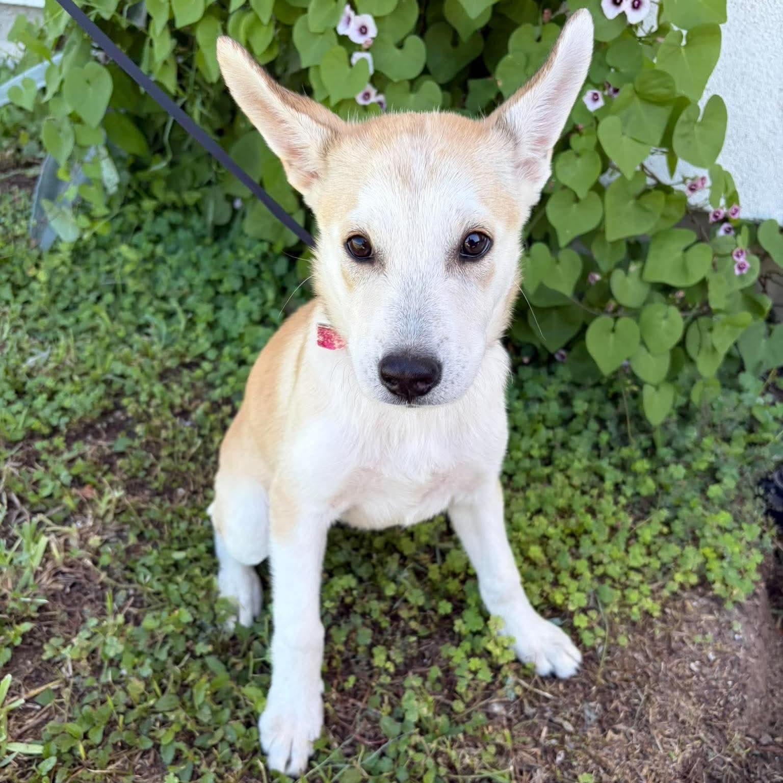 Enlarge Sable, a Adopted mixed breed in Minneapolis , MN image 3/5