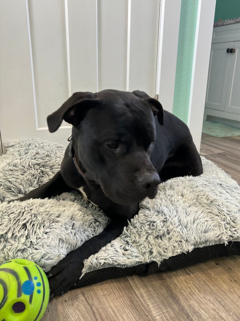 Aries, an adoptable Pit Bull Terrier in Blue Earth, MN, 56013 | Photo Image 1