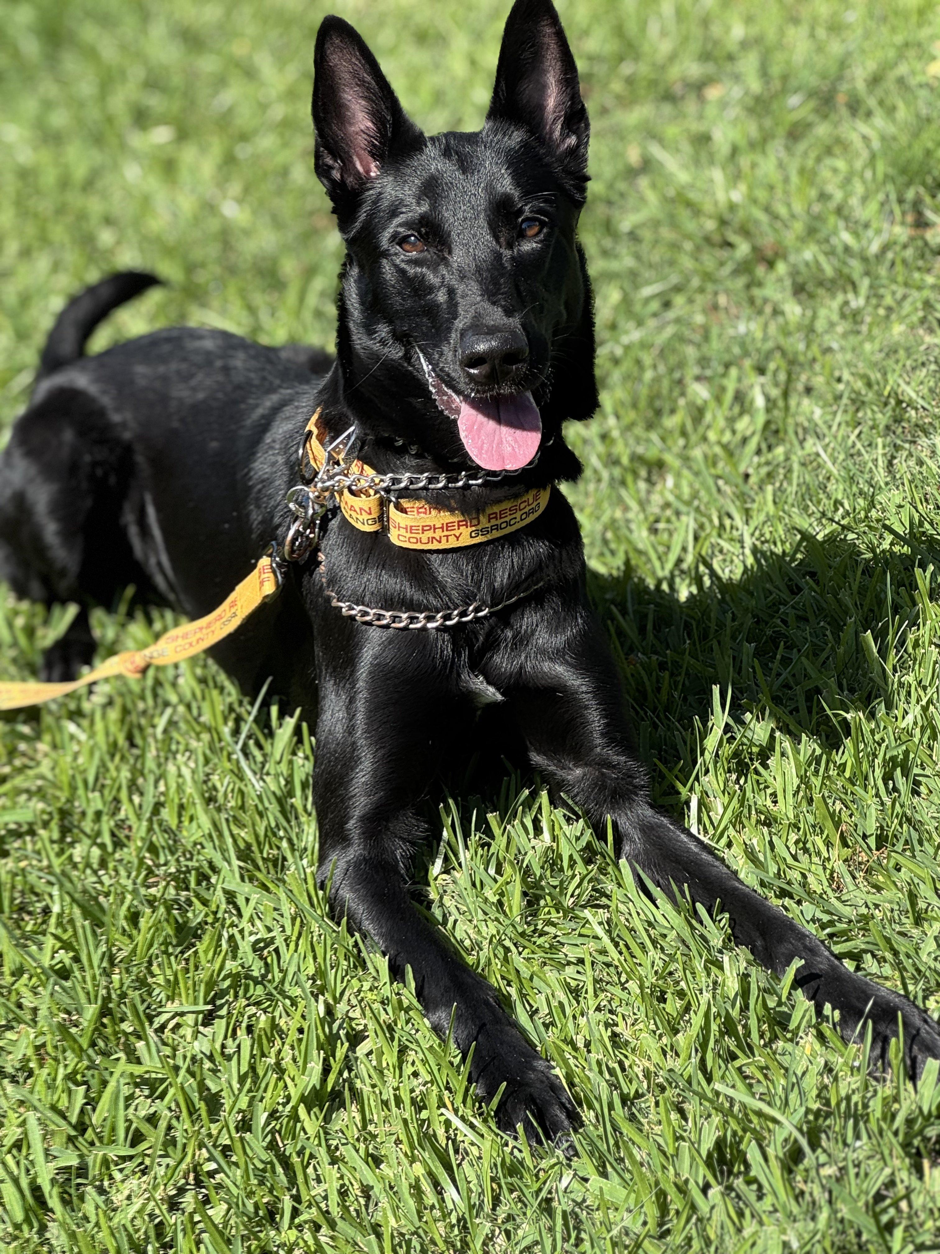 Onyx, adopted, Young Female Belgian Shepherd / Malinois.