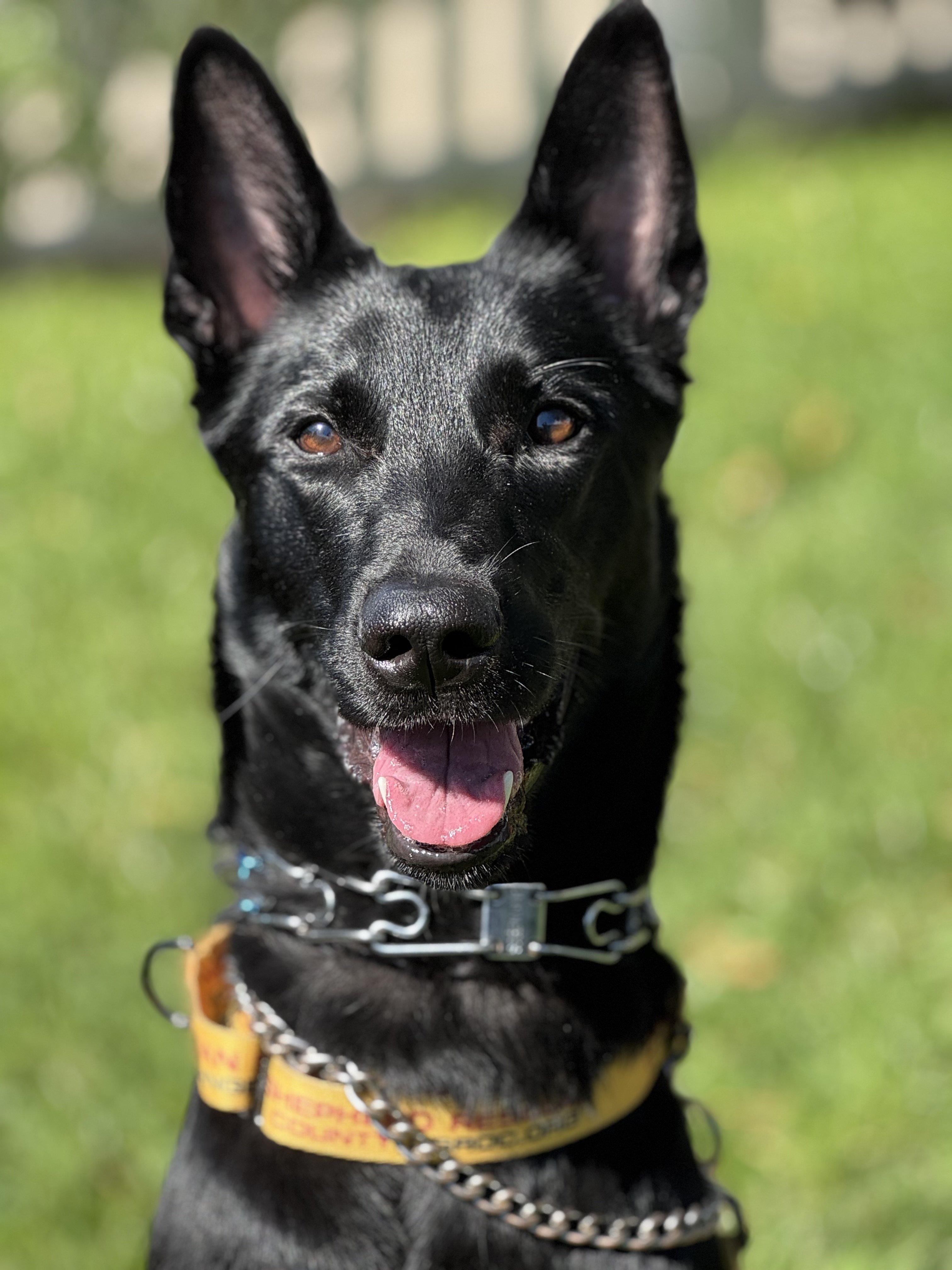 Enlarge Onyx, an adopted Belgian Shepherd / Malinois in Newport Beach, CA image 2/3