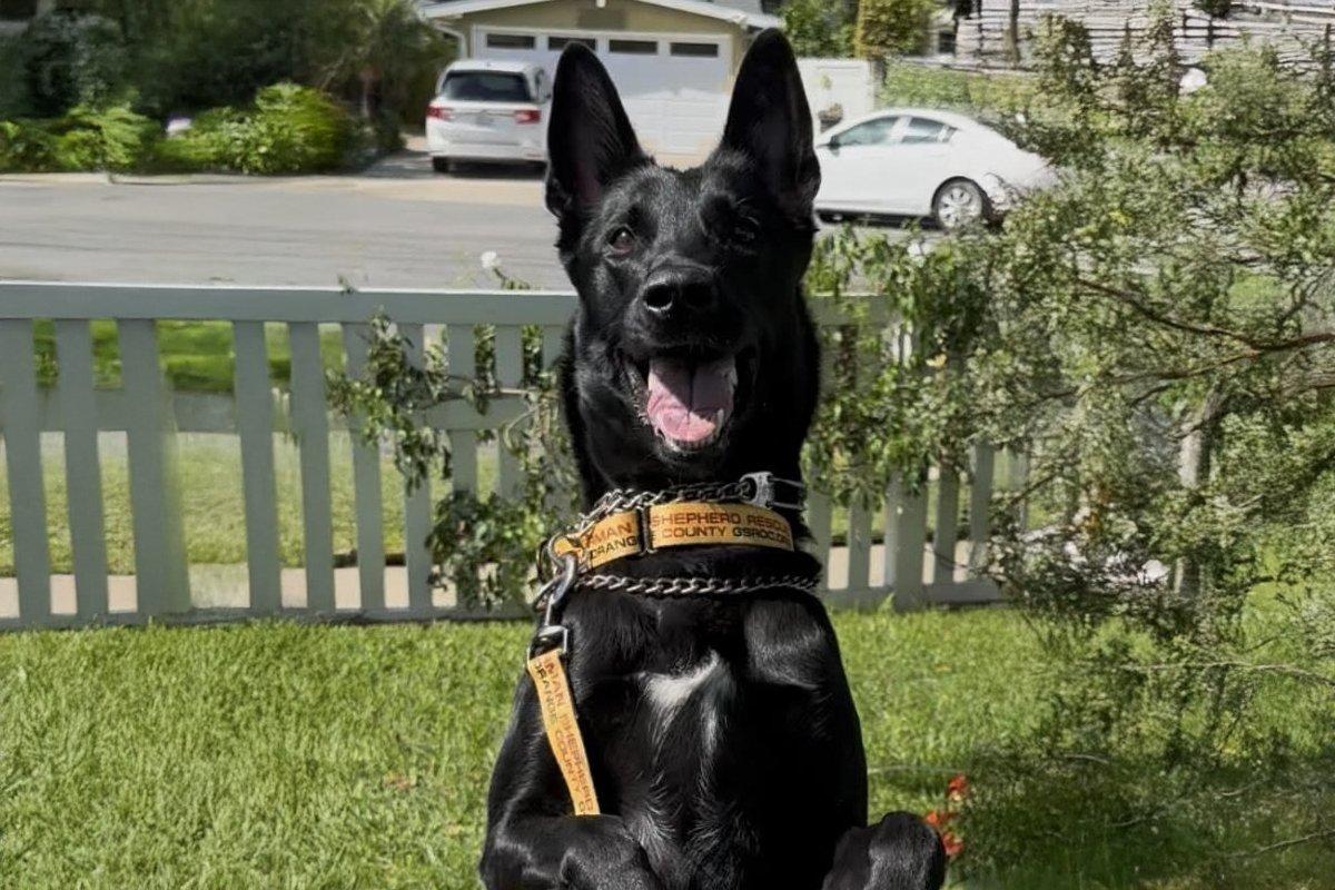 Enlarge Onyx, an adopted Belgian Shepherd / Malinois in Newport Beach, CA image 3/3