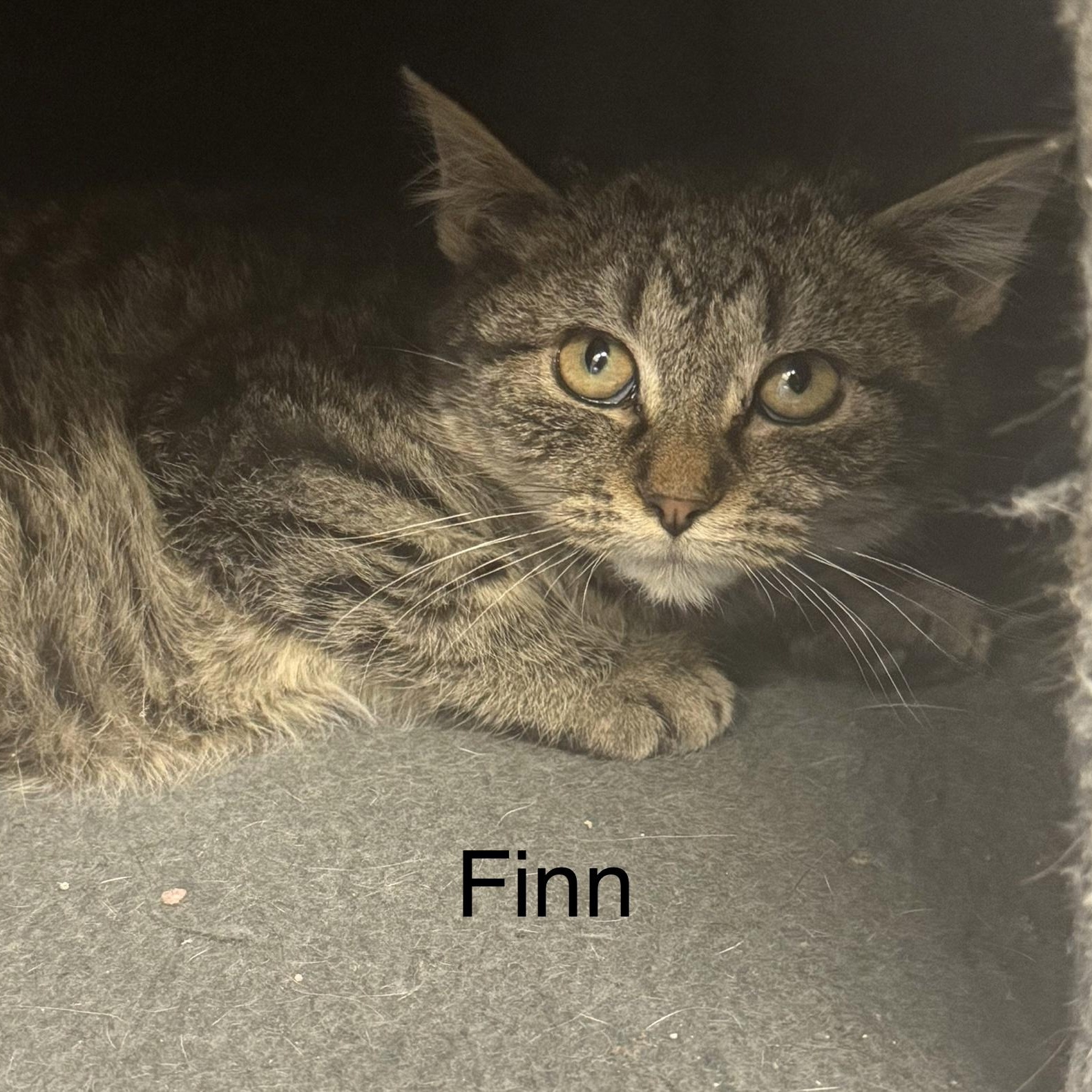 Finn, ADOPTABLE, Kitten Male Domestic Short Hair.