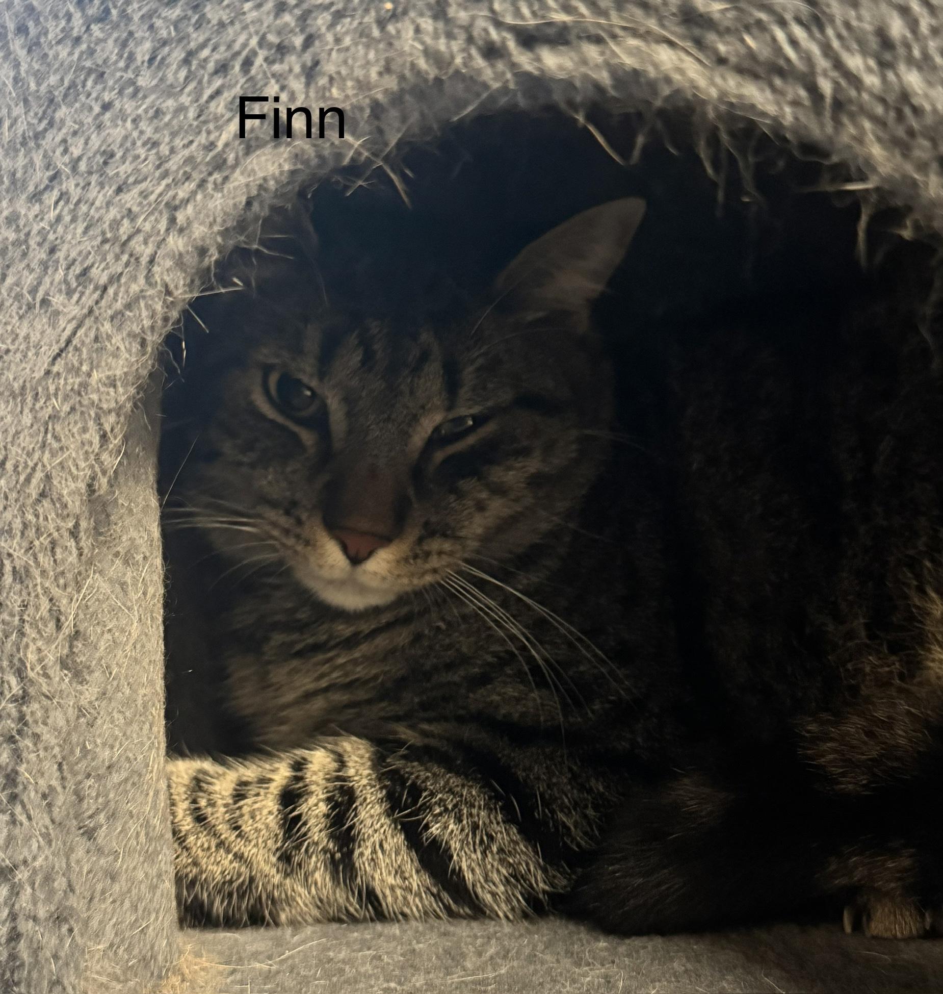 Finn, Adoptable, Young Male Domestic Short Hair.