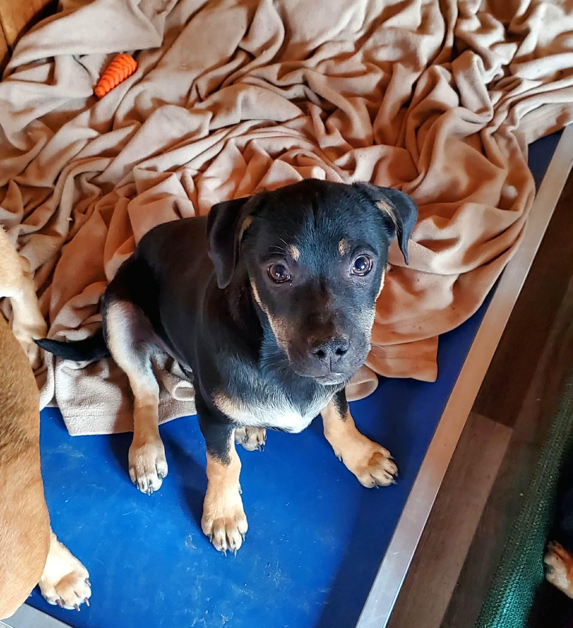 Enlarge Knox , a Adoptable Mixed Breed in Argyle, NY image 6/6