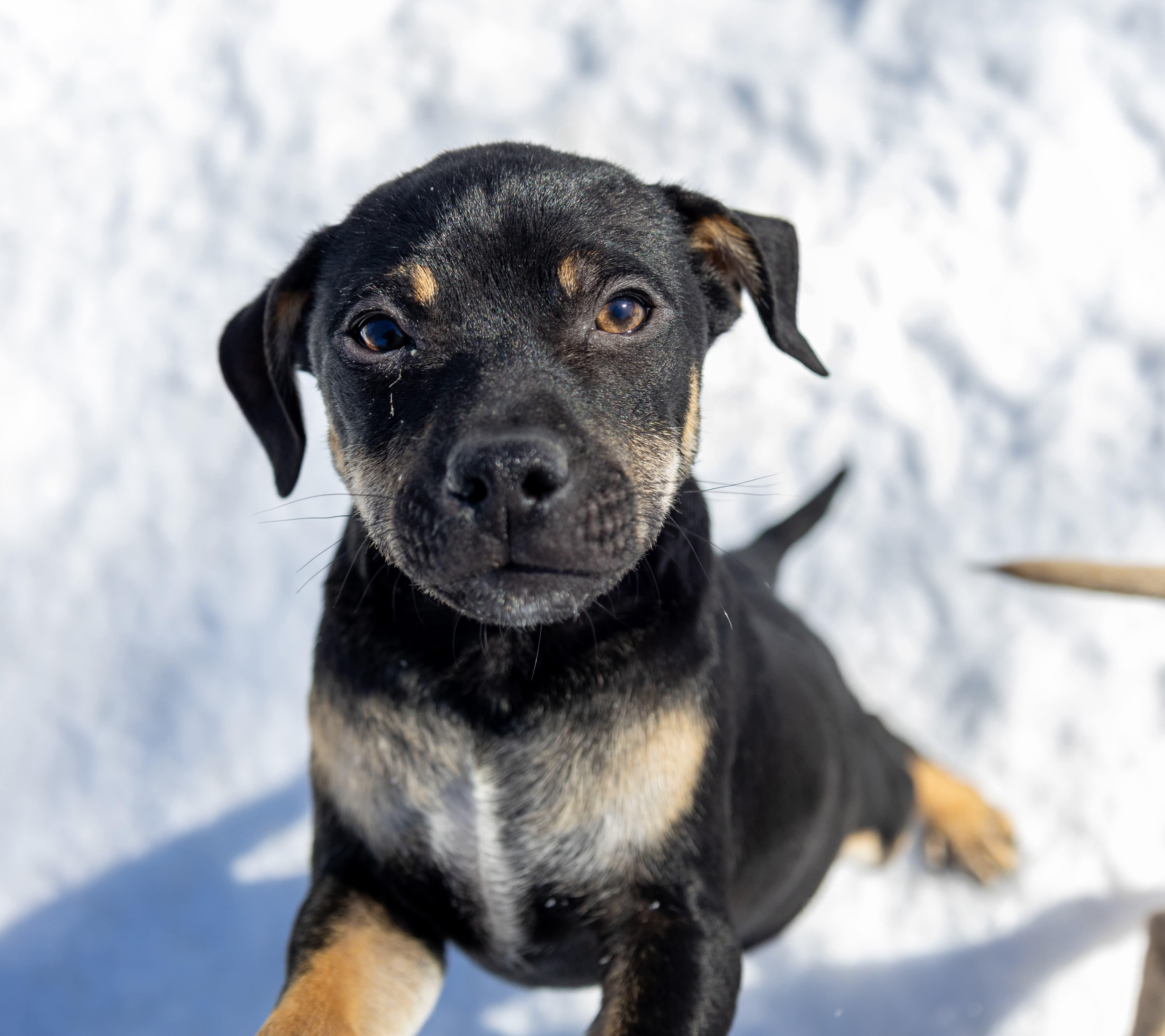 Enlarge Knox , a Adoptable Mixed Breed in Argyle, NY image 2/6