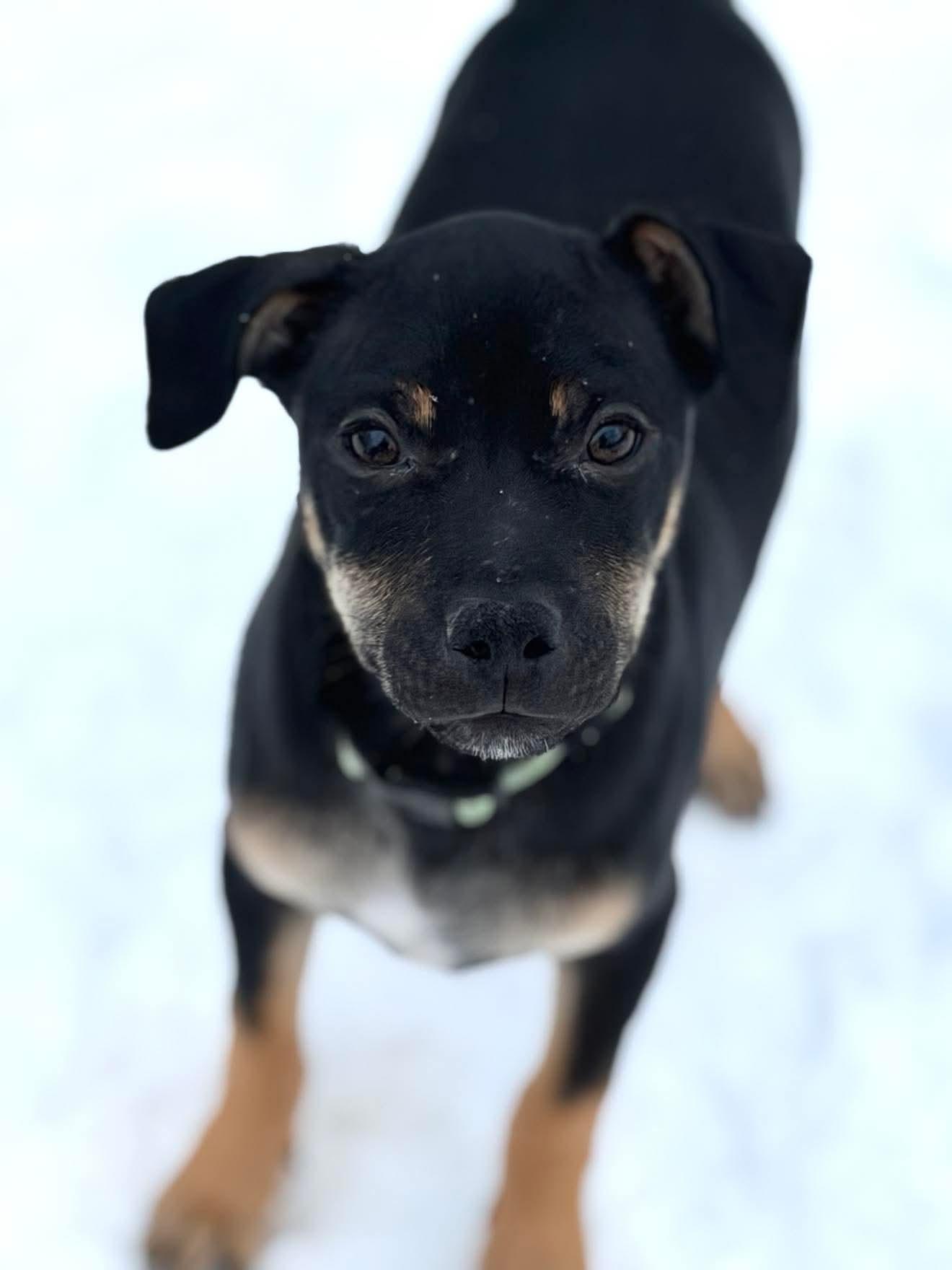 Enlarge Knox , a Adoptable Mixed Breed in Argyle, NY image 4/6
