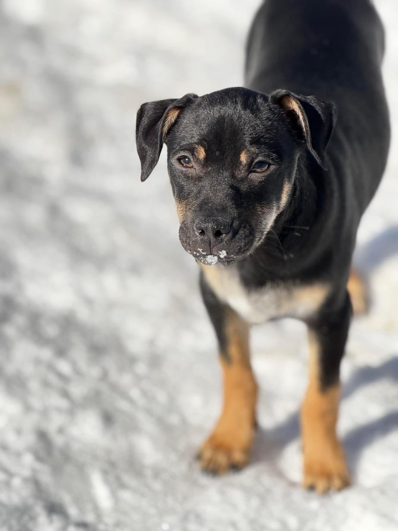 Enlarge Knox , a Adoptable Mixed Breed in Argyle, NY image 3/6