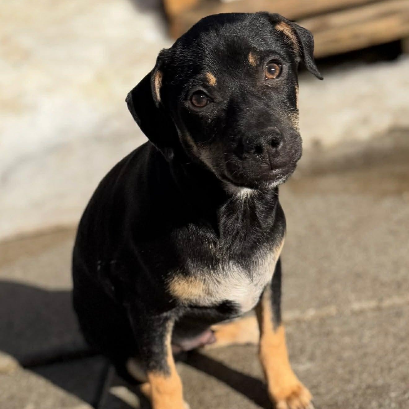 Enlarge Knox , a Adoptable Mixed Breed in Argyle, NY image 1/6