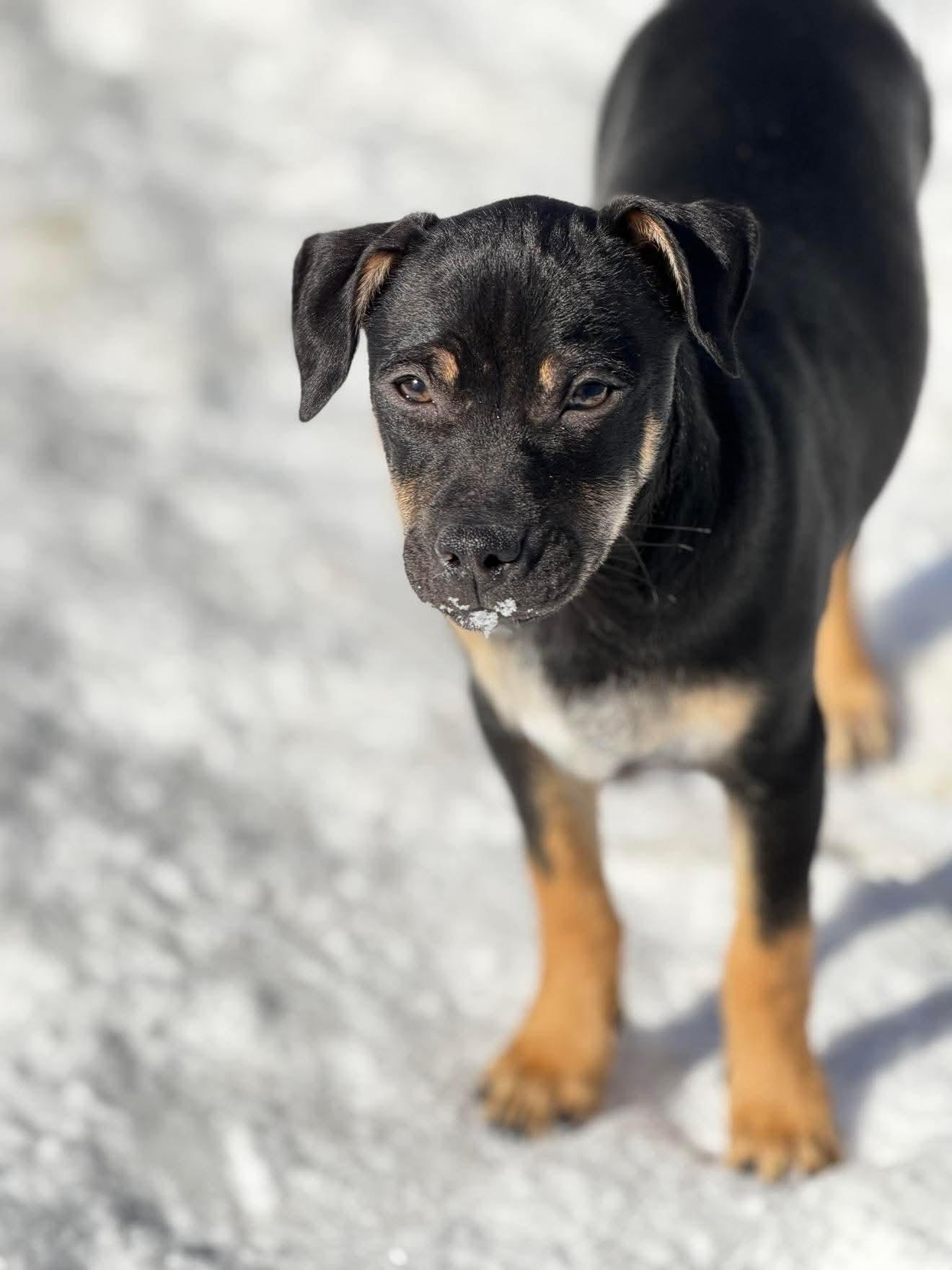 Enlarge Knox , a Adoptable Mixed Breed in Argyle, NY image 5/6