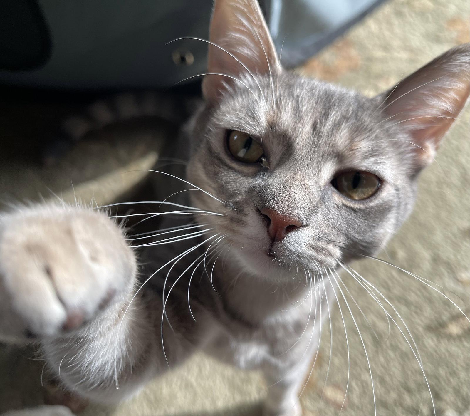 Enlarge Camille, a Adopted Domestic Short Hair in Pittsboro, NC image 1/3