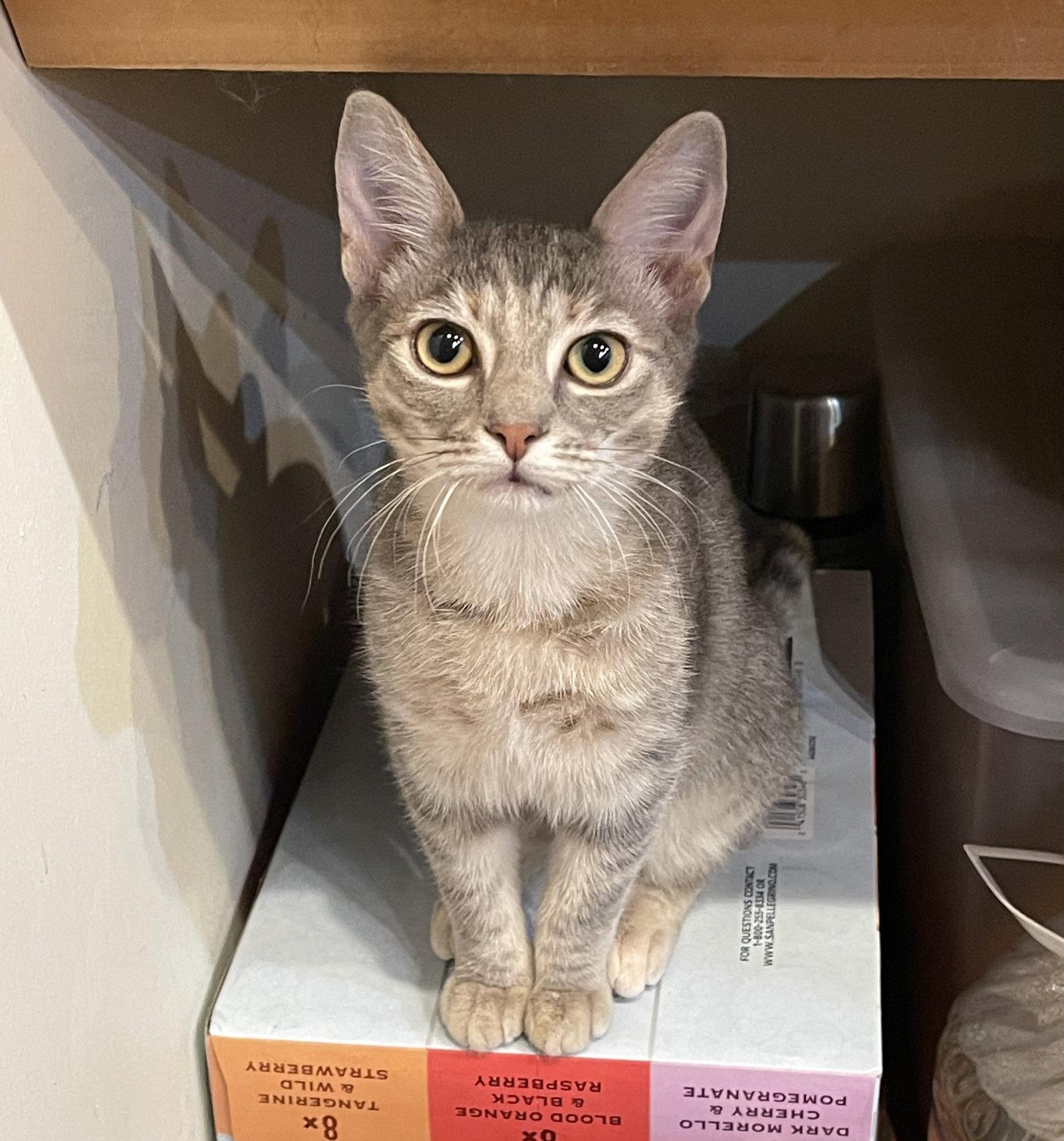 Enlarge Camille, a Adopted Domestic Short Hair in Pittsboro, NC image 2/3