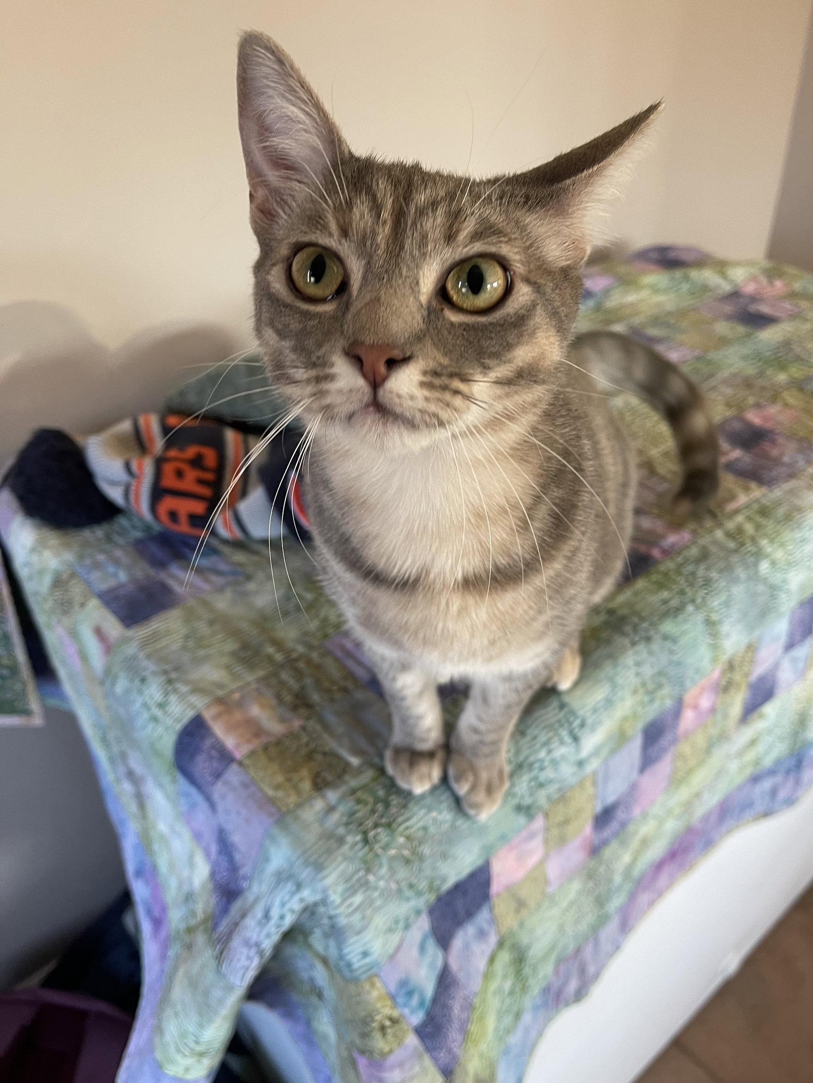 Enlarge Camille, a Adopted Domestic Short Hair in Pittsboro, NC image 3/3