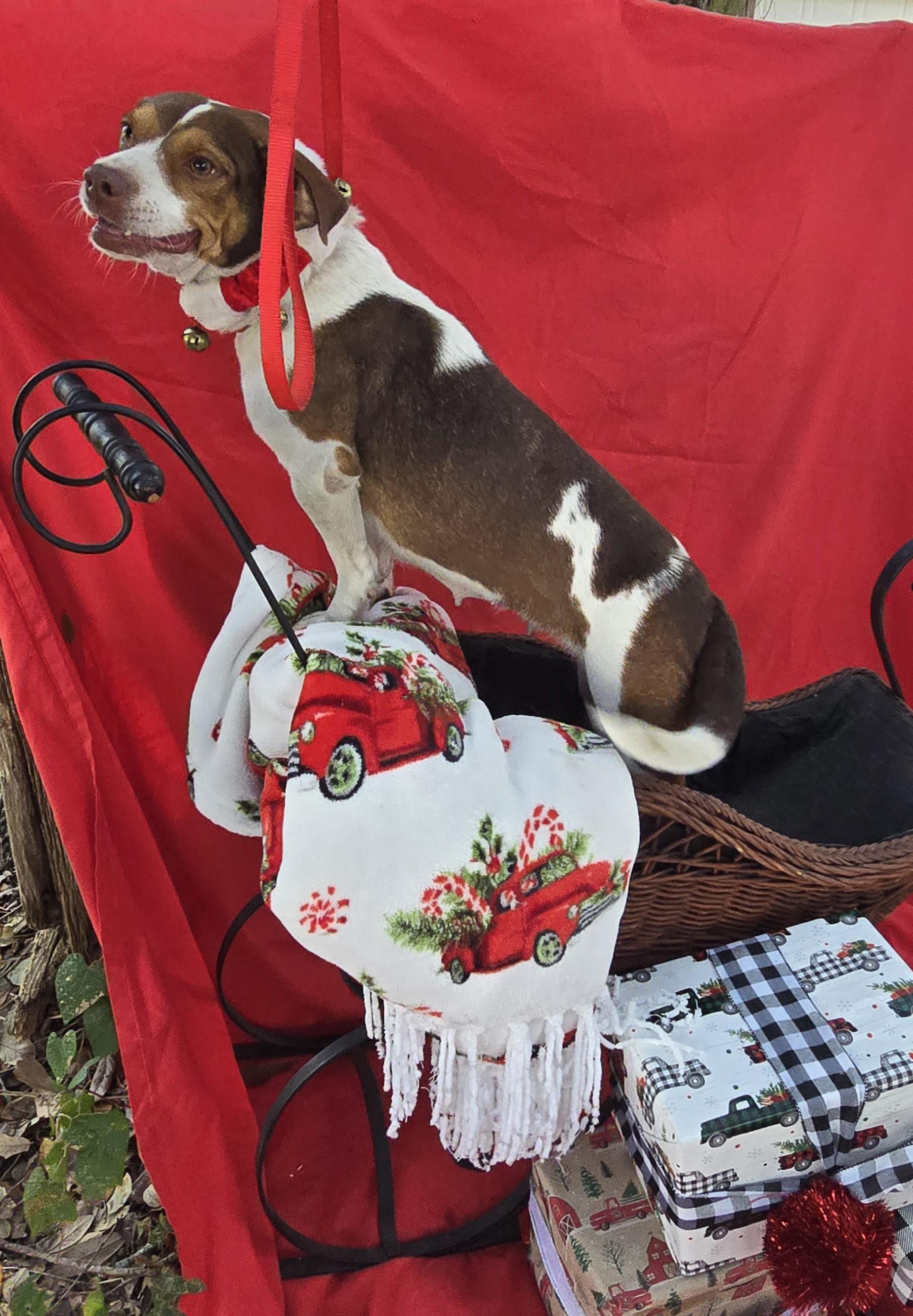 Enlarge Alisha WV14101-T  LOCAL Adoption Event in Woodinville 2/22, a Adoptable mixed breed in Woodinville, WA image 3/6