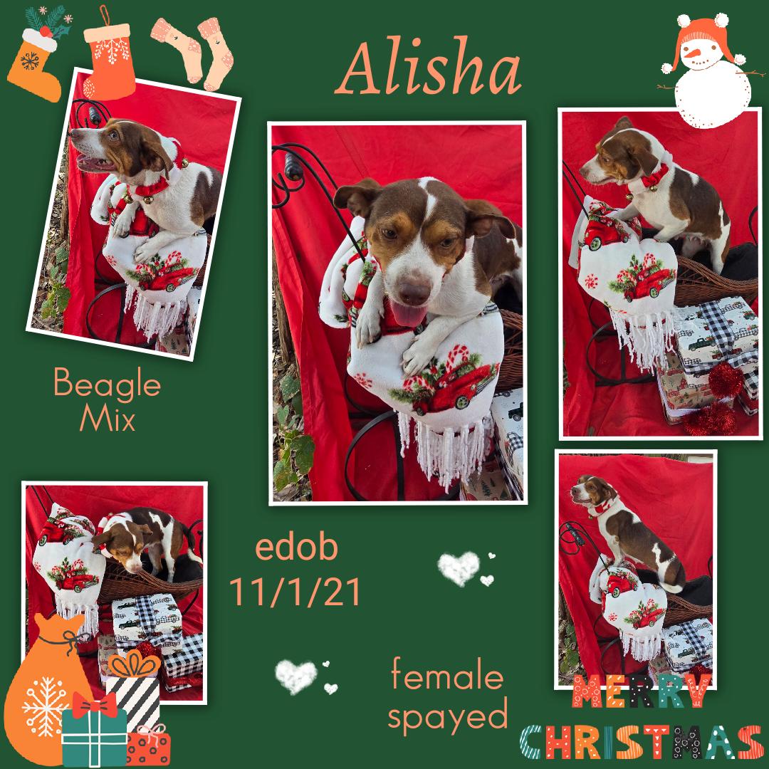 Enlarge Alisha WV14101-T  LOCAL Adoption Event in Woodinville 2/22, a Adoptable mixed breed in Woodinville, WA image 6/6