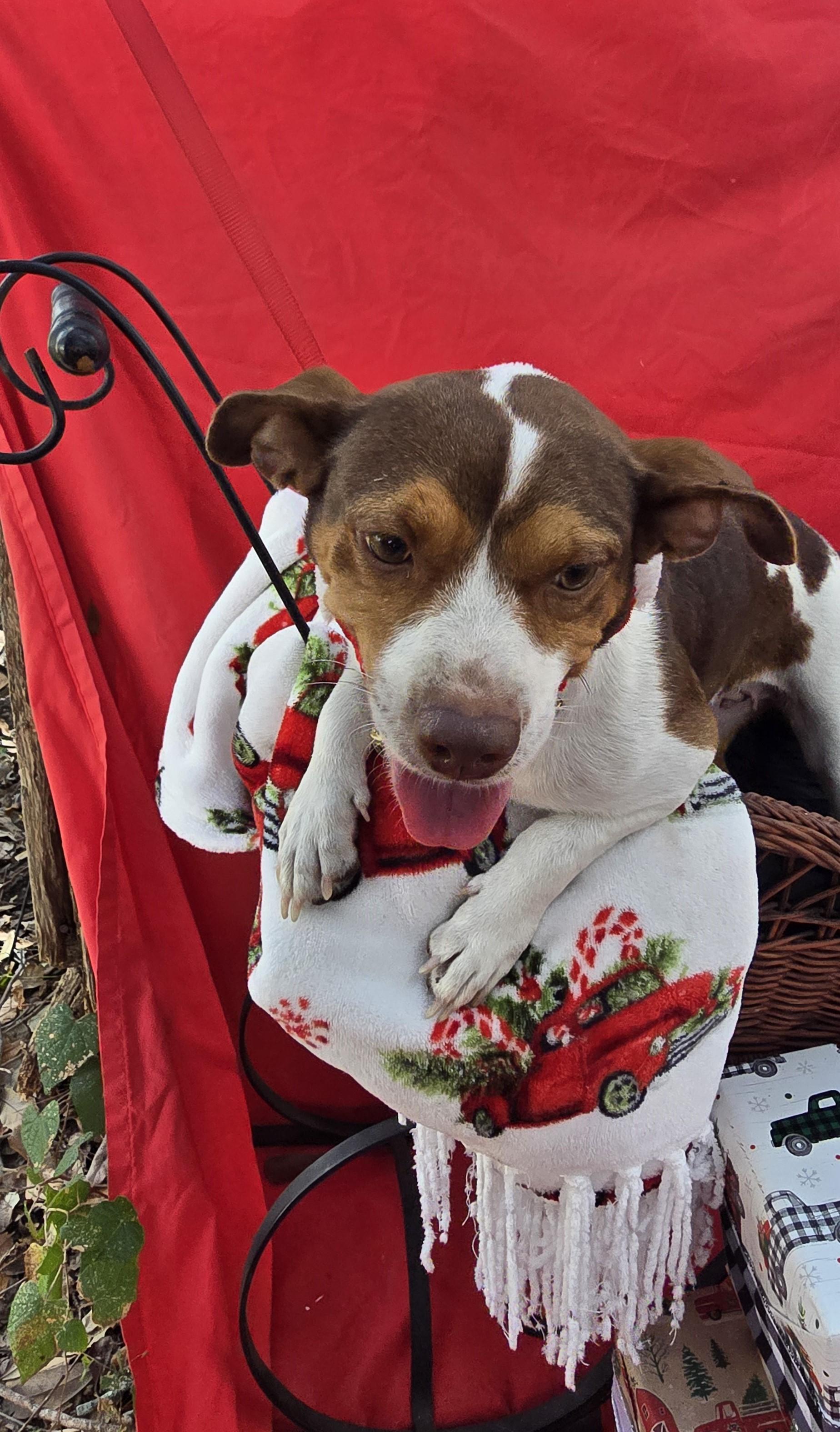 Alisha WV14101-T  LOCAL Adoption Event in Woodinville 2/22, Adoptable, Adult Female Beagle.