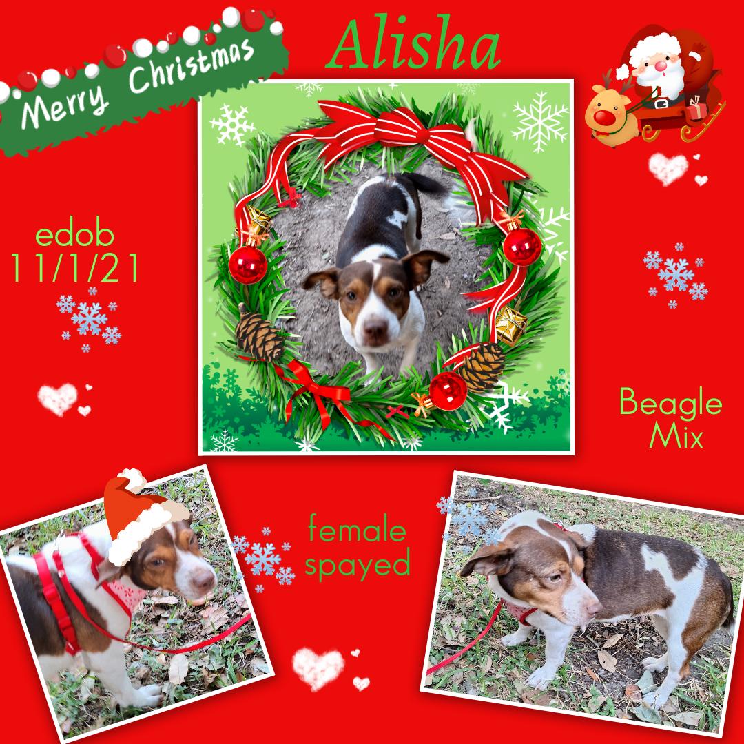Enlarge Alisha WV14101-T  LOCAL Adoption Event in Woodinville 2/22, a Adoptable mixed breed in Woodinville, WA image 4/6