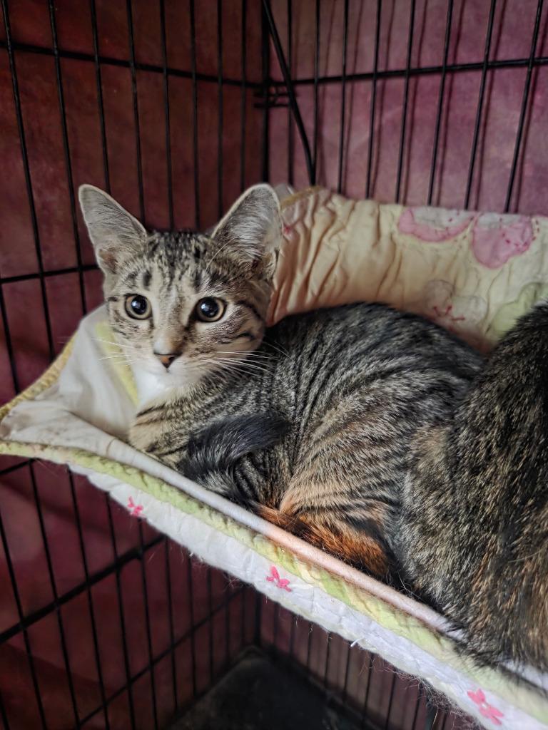 Aj Michalka, Adoptable, Young Female Domestic Short Hair.