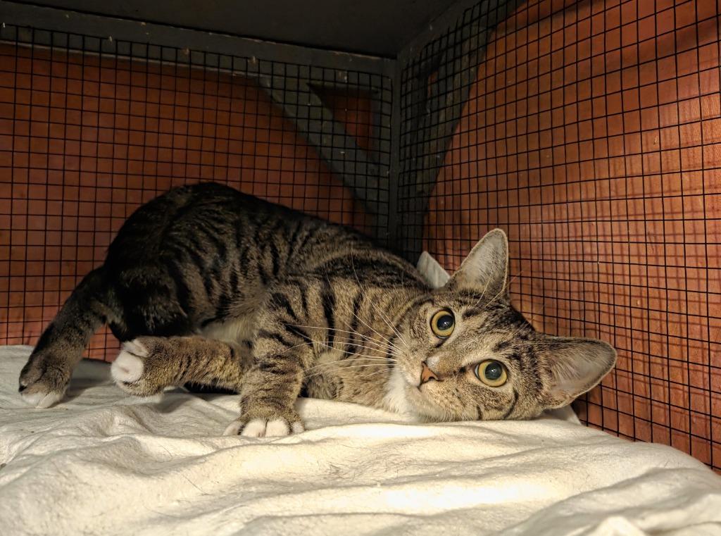 Enlarge Aj Michalka, a Adoptable mixed breed in Parkville, MD image 2/4