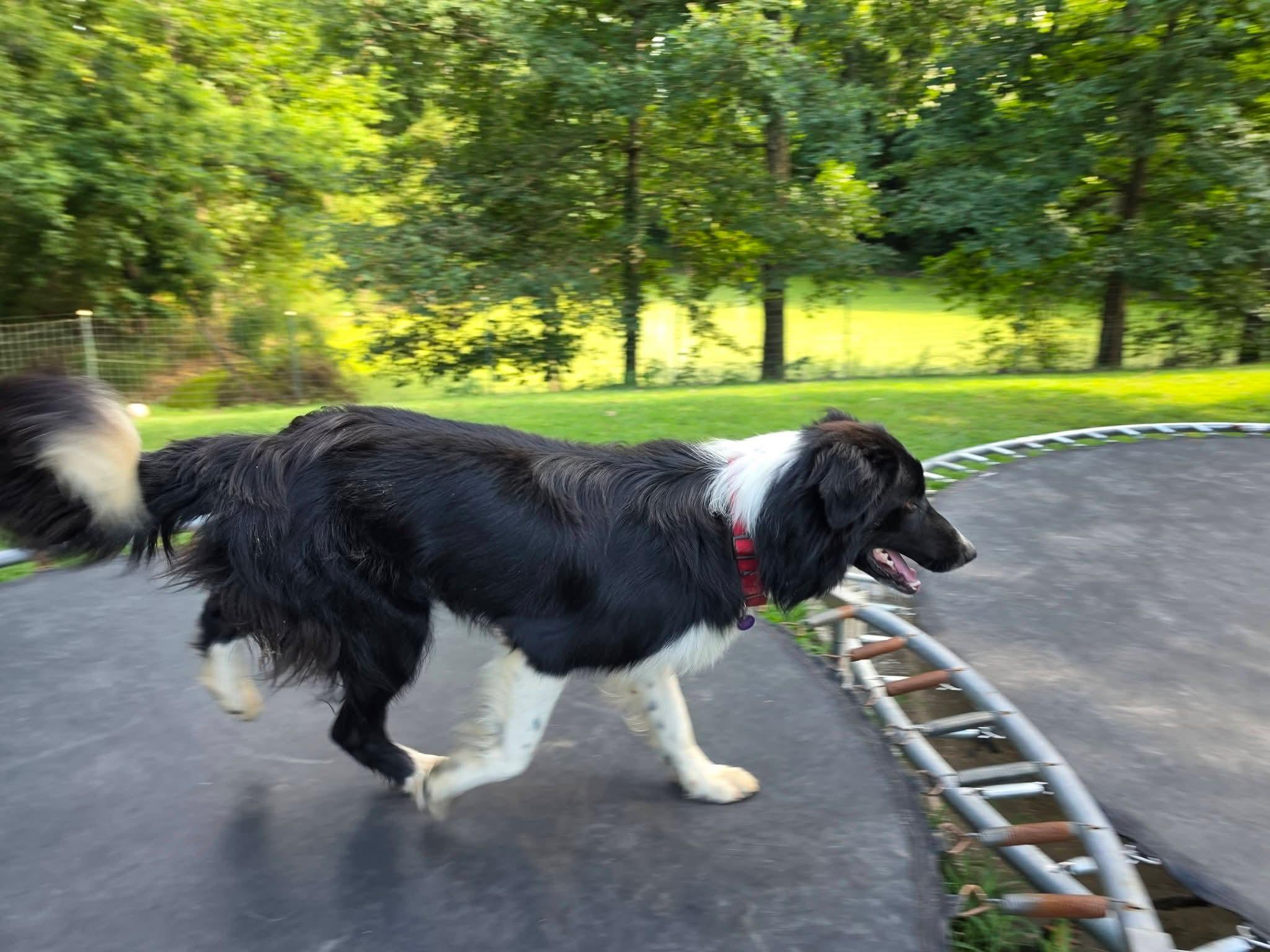 Gary, a ADOPTABLE Border Collie in Lexington, MO image 3/5