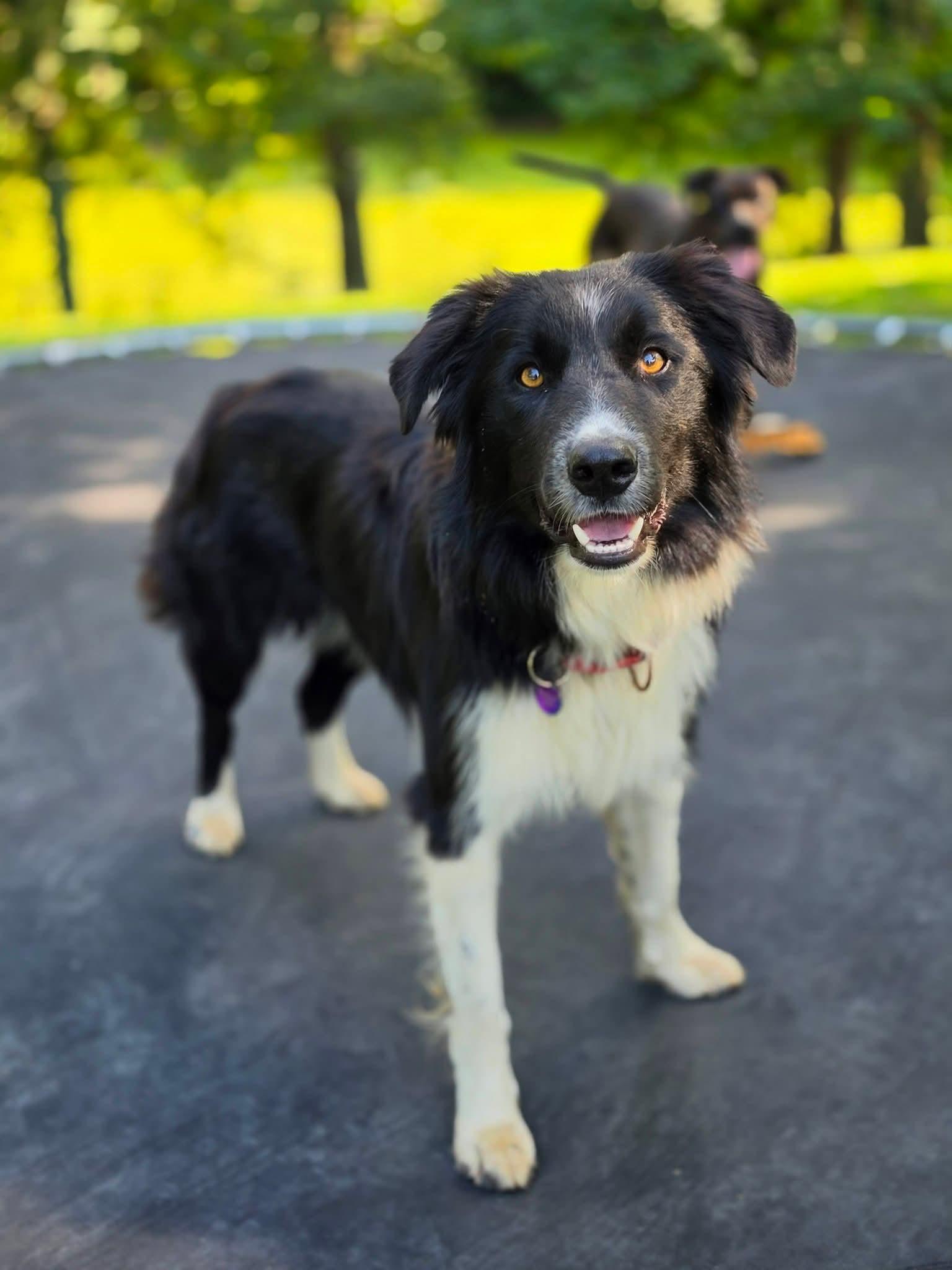Gary, ADOPTABLE, Adult Male Border Collie.