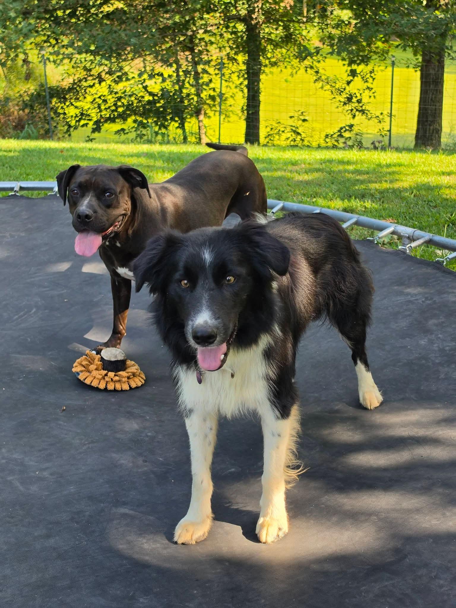 Gary, a ADOPTABLE Border Collie in Lexington, MO image 2/5